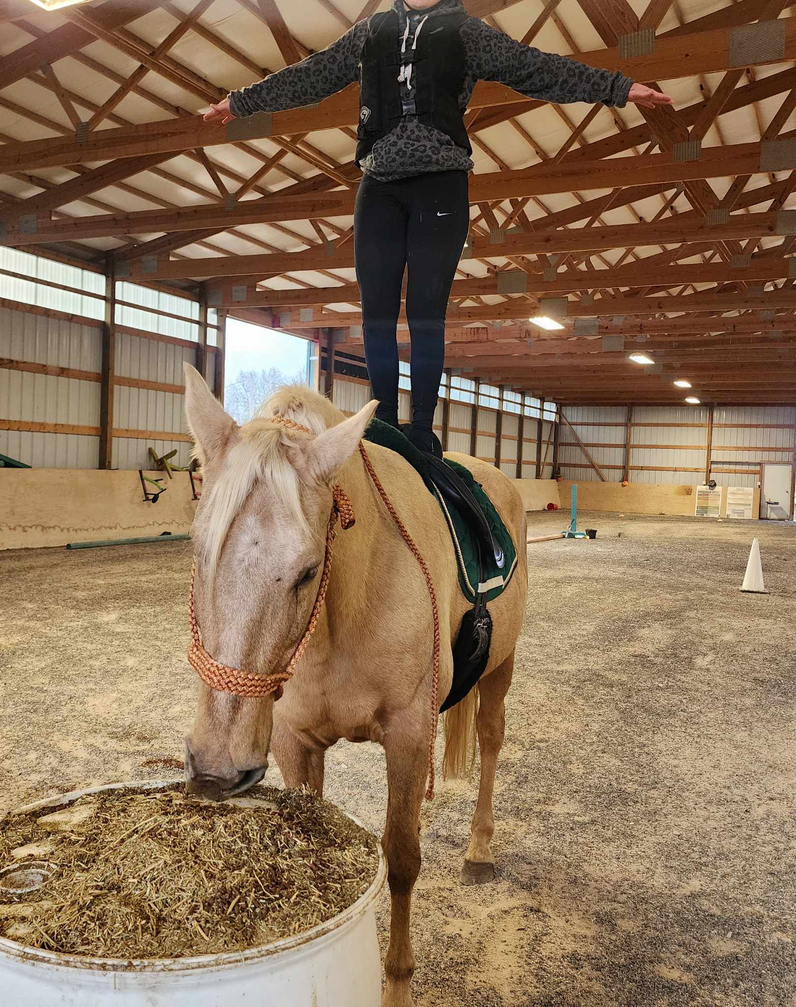 Clementine, a Adopted Missouri Foxtrotter in Willard, MO image 3/6