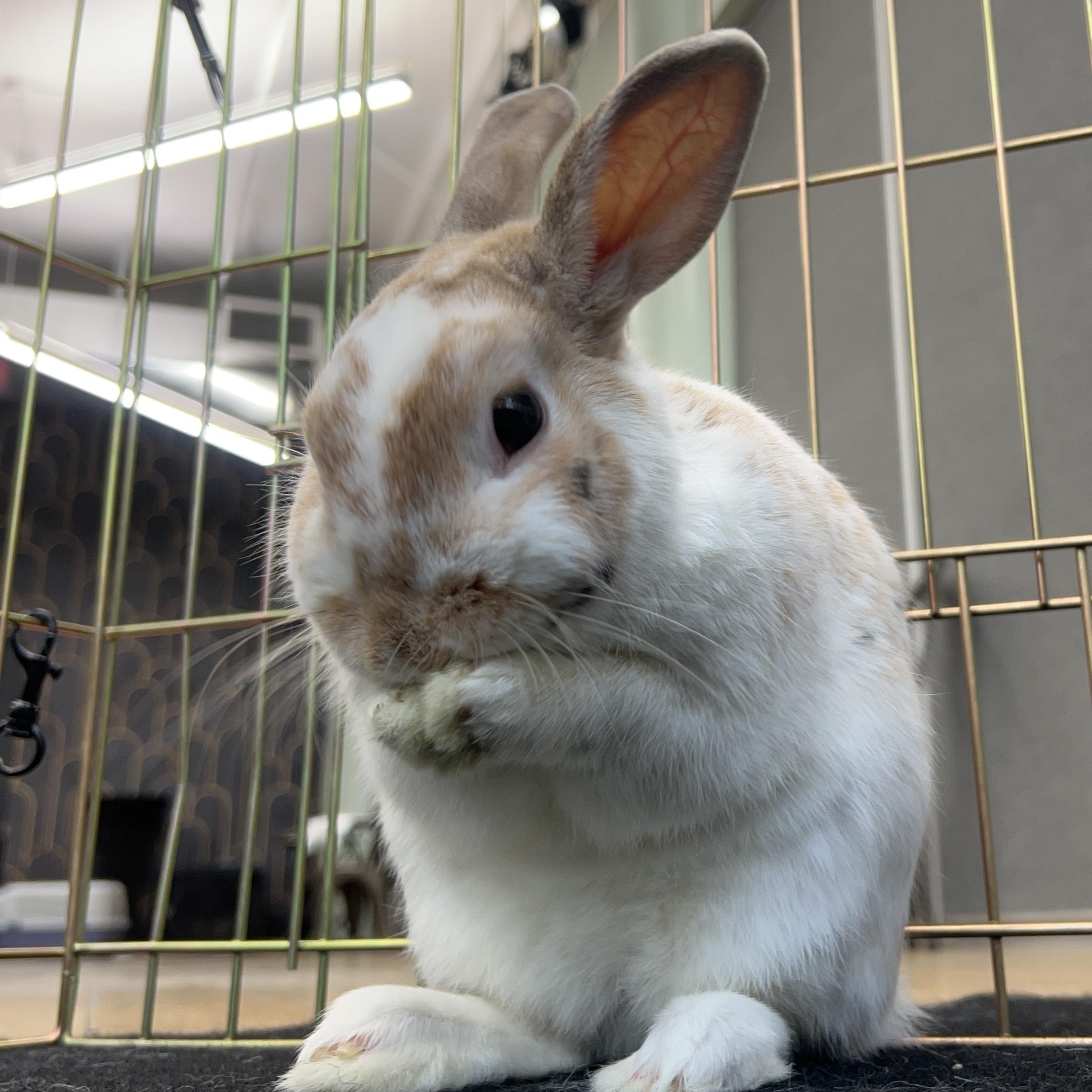 CHIPPIE, an adopted Bunny Rabbit in Forest Hills, NY image 3/5