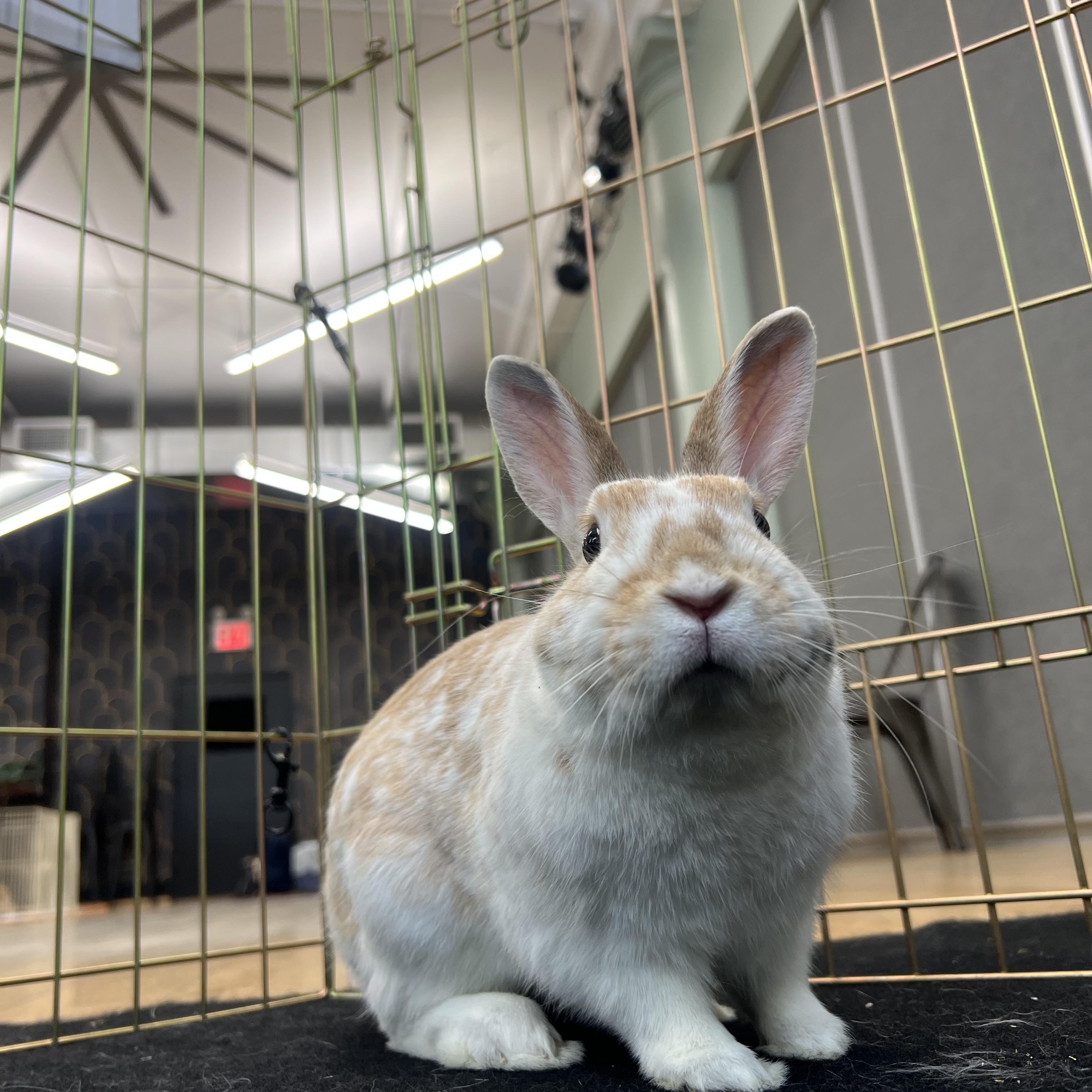 CHIPPIE, an adopted Bunny Rabbit in Forest Hills, NY image 2/5