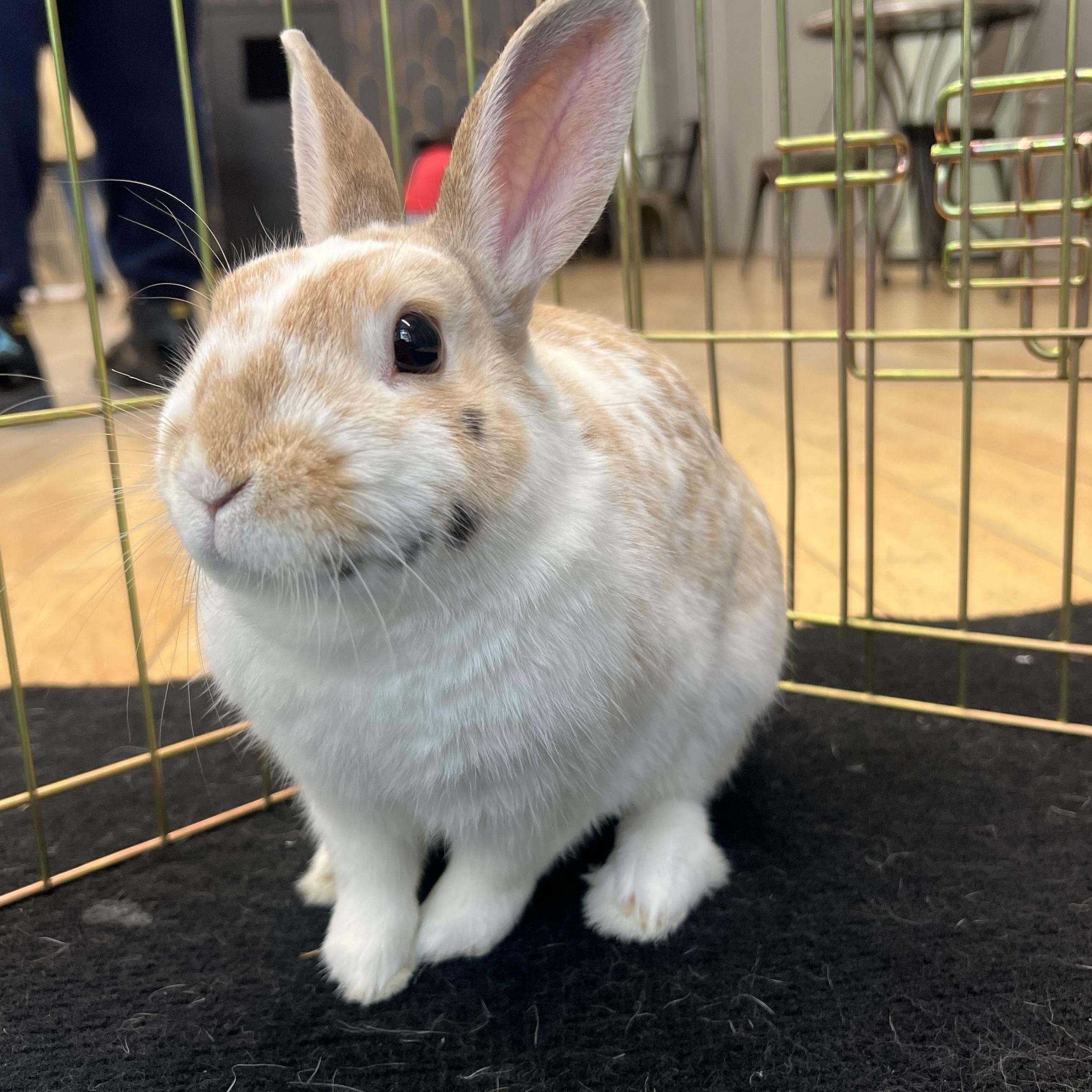 CHIPPIE, an adopted Bunny Rabbit in Forest Hills, NY image 5/5