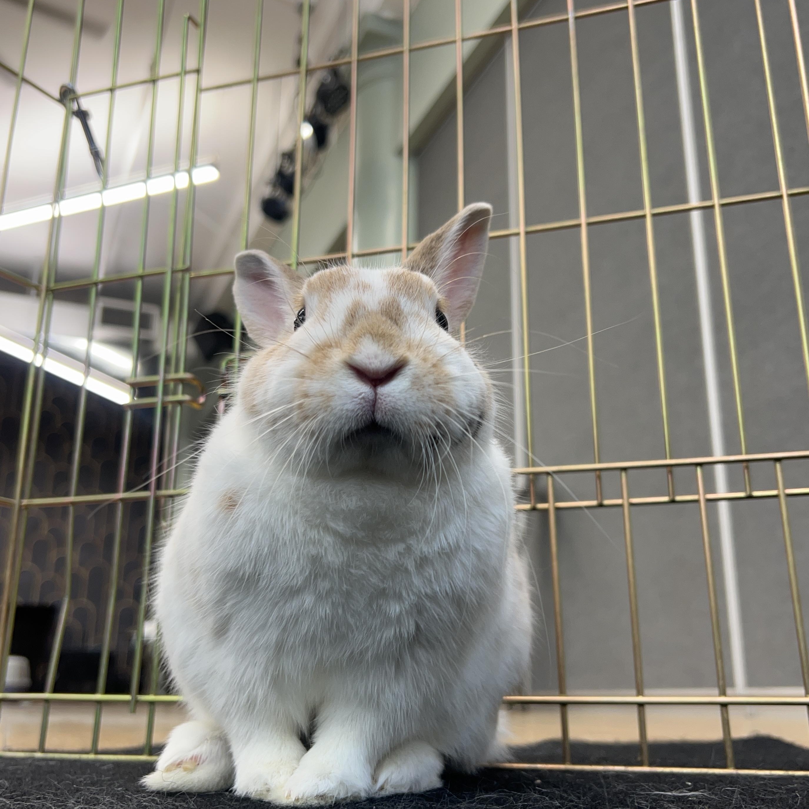 CHIPPIE, an adopted Bunny Rabbit in Forest Hills, NY image 4/5