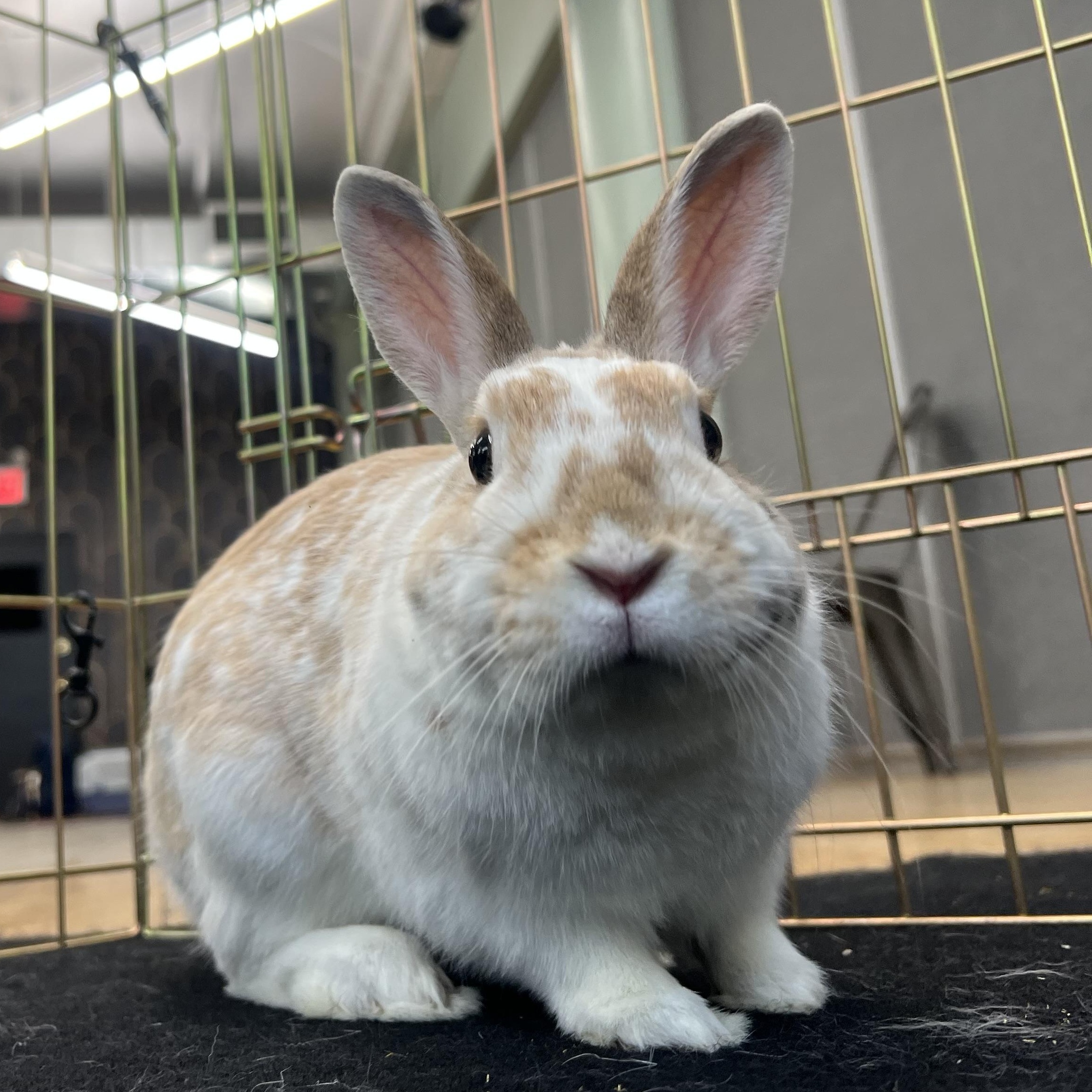 CHIPPIE, adopted, Young Male Bunny Rabbit.
