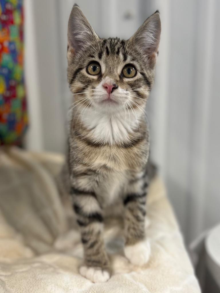 Luisa, Adoptable, Young Female Domestic Short Hair.