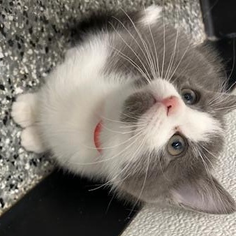 Jade, an adopted Domestic Short Hair in Bryan, OH image 2/2