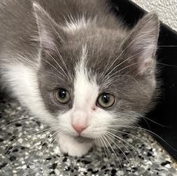 Jade, adopted, Kitten Female Domestic Short Hair.