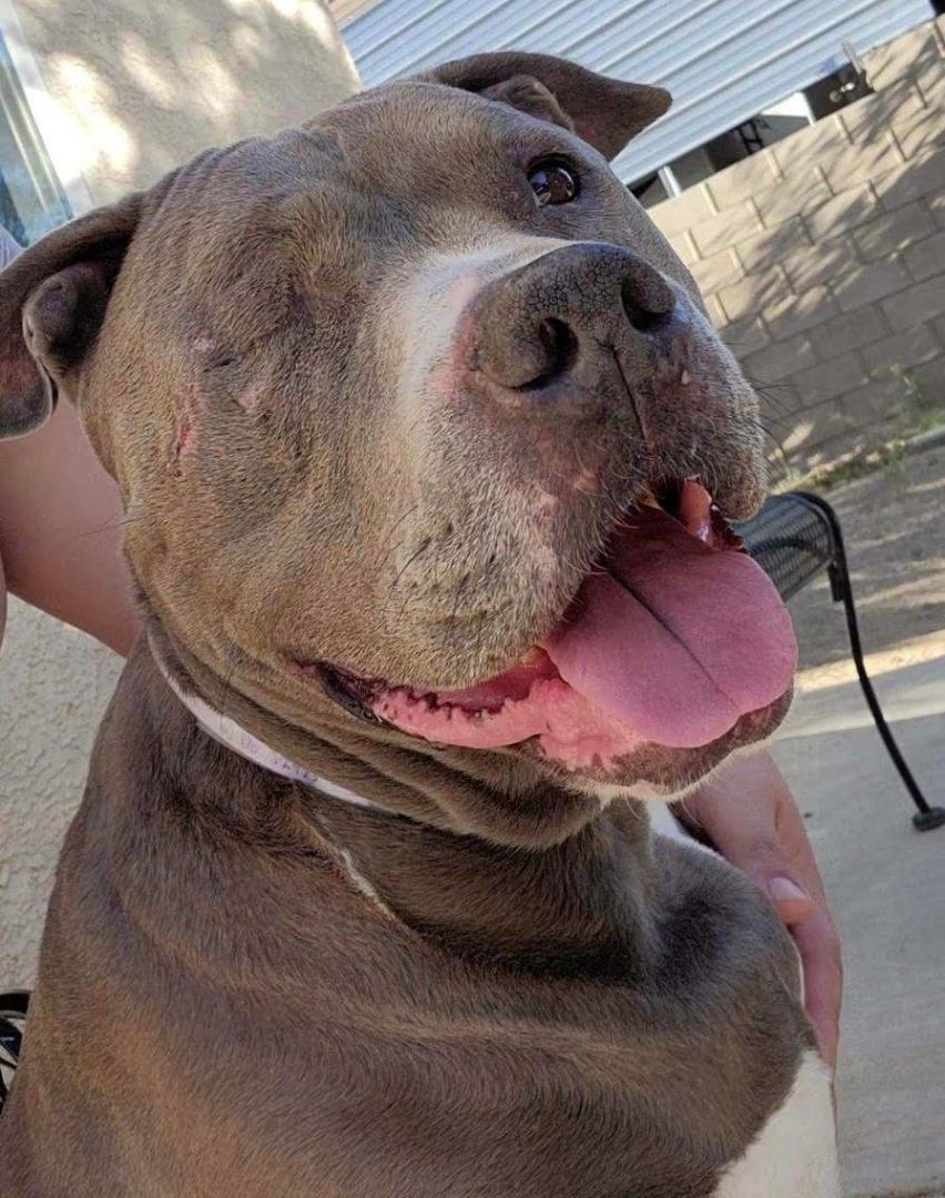 Rosie, a Adoptable Pit Bull Terrier in Agua Dulce, CA image 1/2