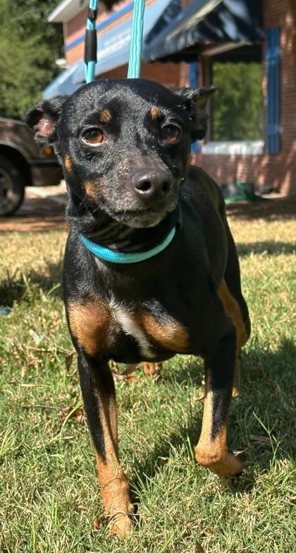 Lucky, Adoptable, Adult Male Miniature Pinscher & Mixed Breed.