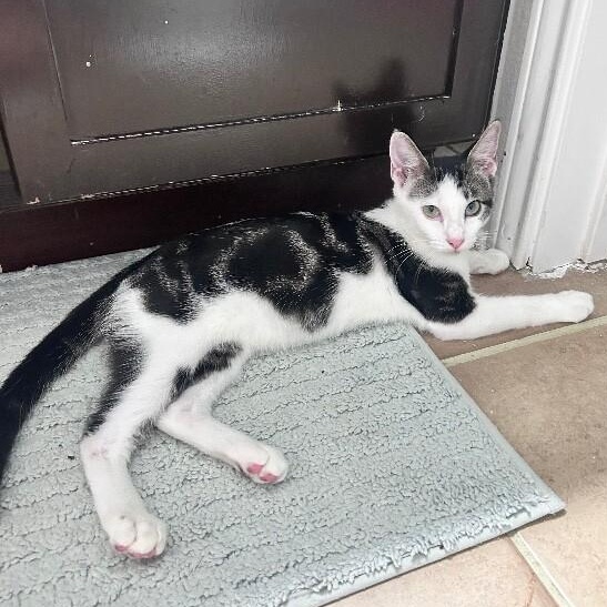 Hotrod Lull — thumbnail 2