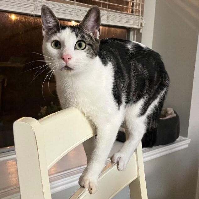 Hotrod Lull — thumbnail 3