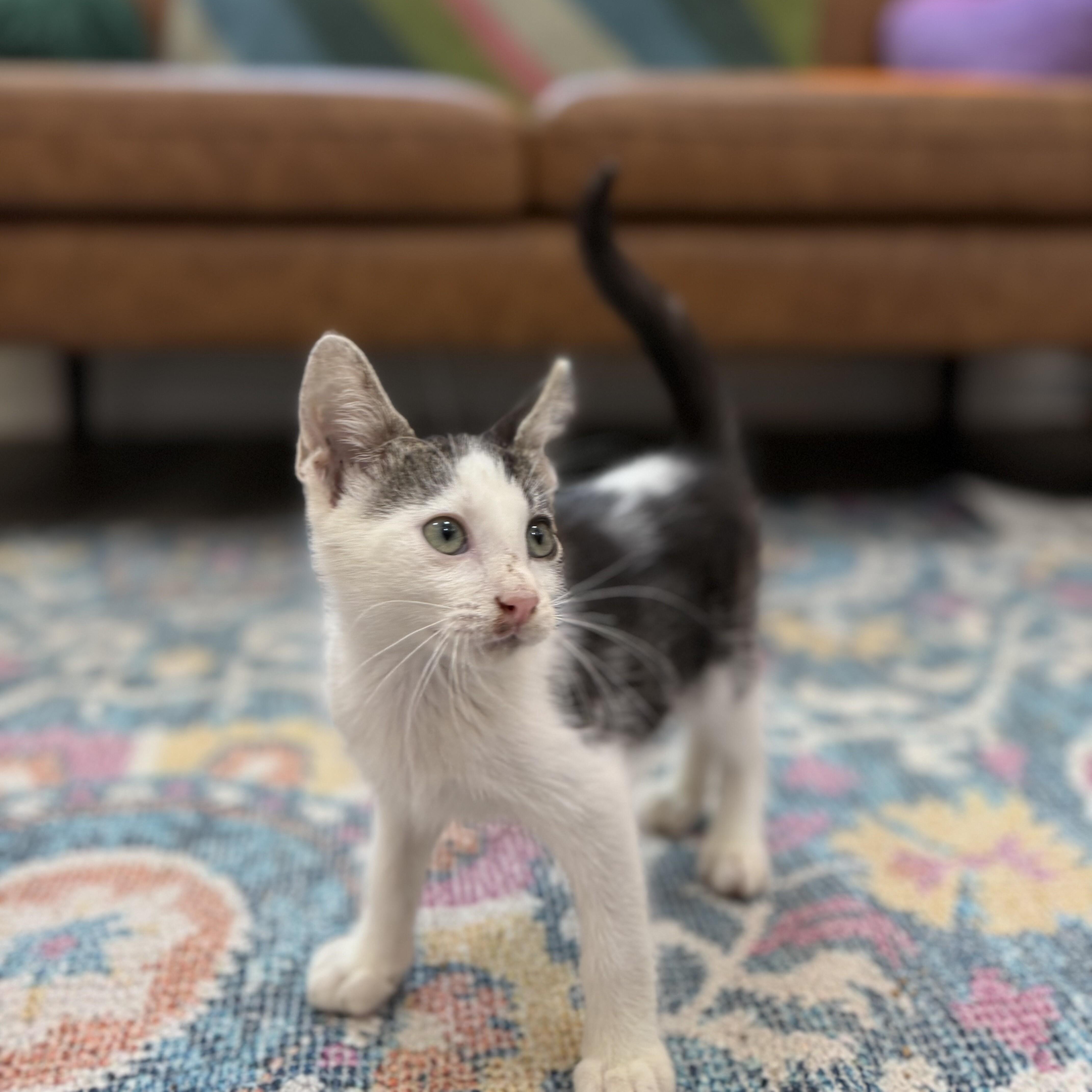 Hotrod Lull — thumbnail 5