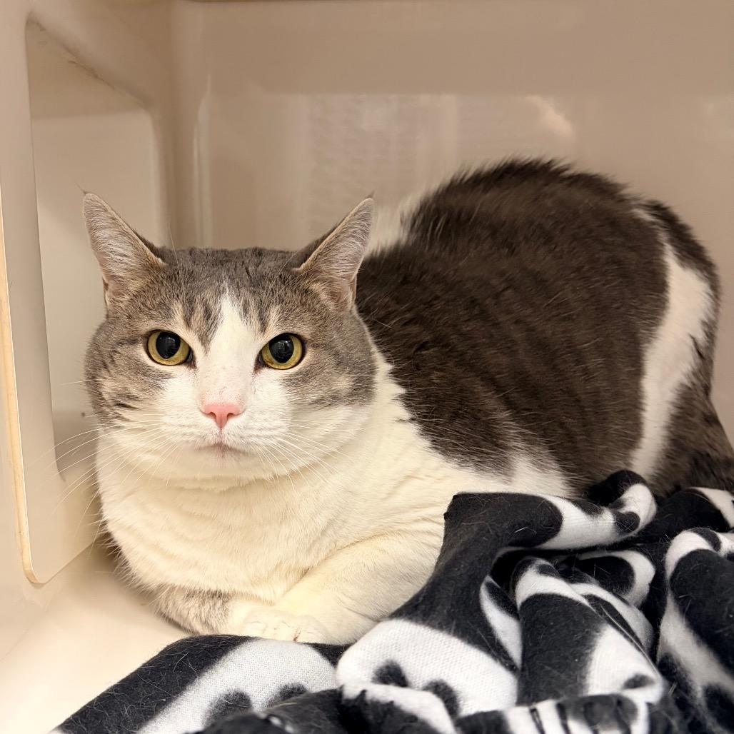 Lana, Adoptable, Senior Female Domestic Short Hair.