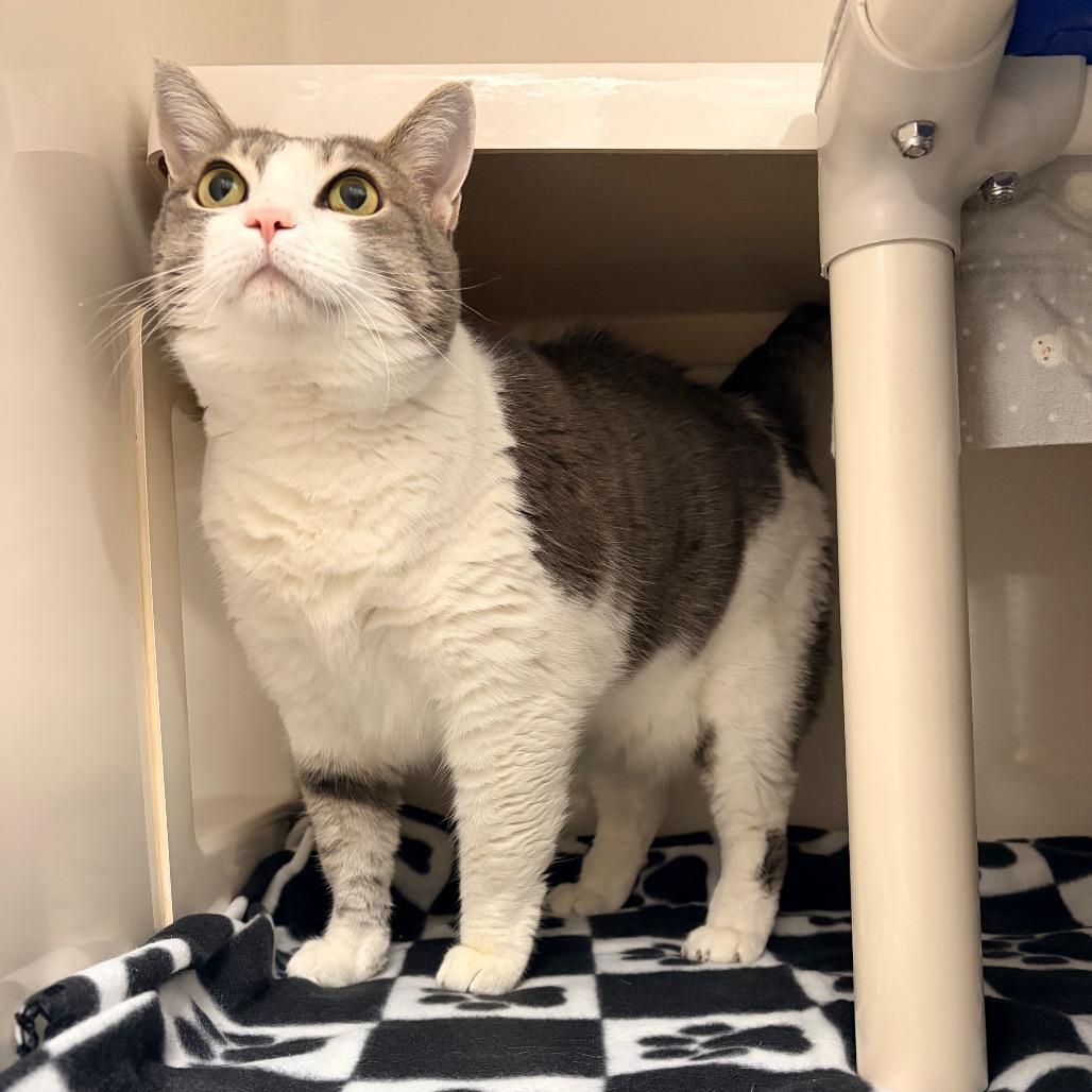 Enlarge Lana, a Adoptable Domestic Short Hair in Watertown, NY image 2/6