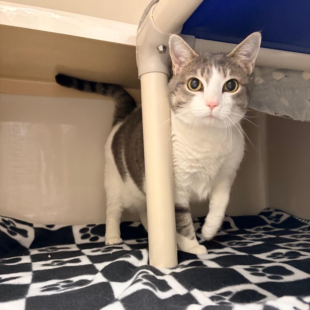 Enlarge Lana, a Adoptable Domestic Short Hair in Watertown, NY image 3/6