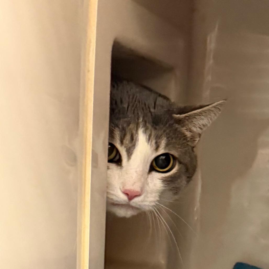 Enlarge Lana, a Adoptable Domestic Short Hair in Watertown, NY image 4/6