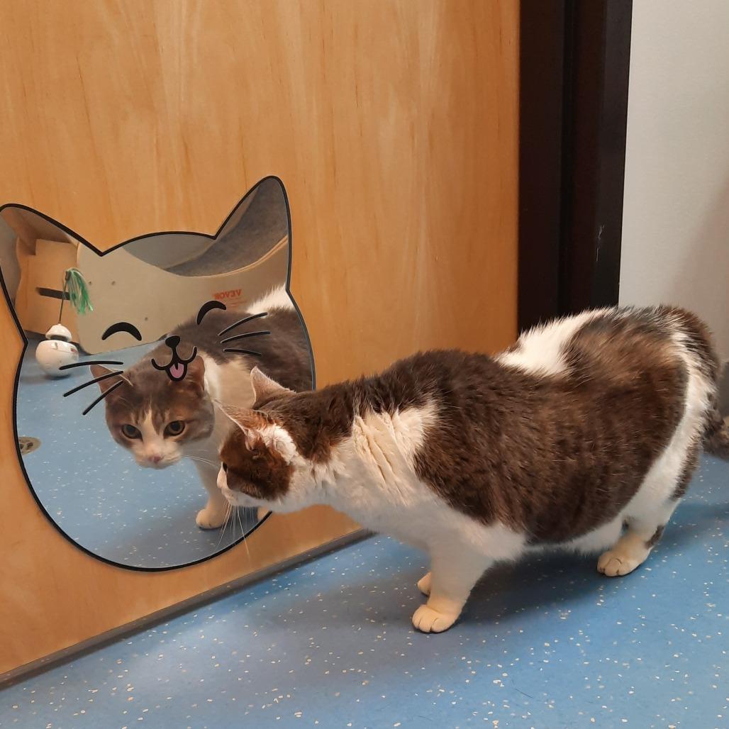 Enlarge Lana, a Adoptable Domestic Short Hair in Watertown, NY image 5/6