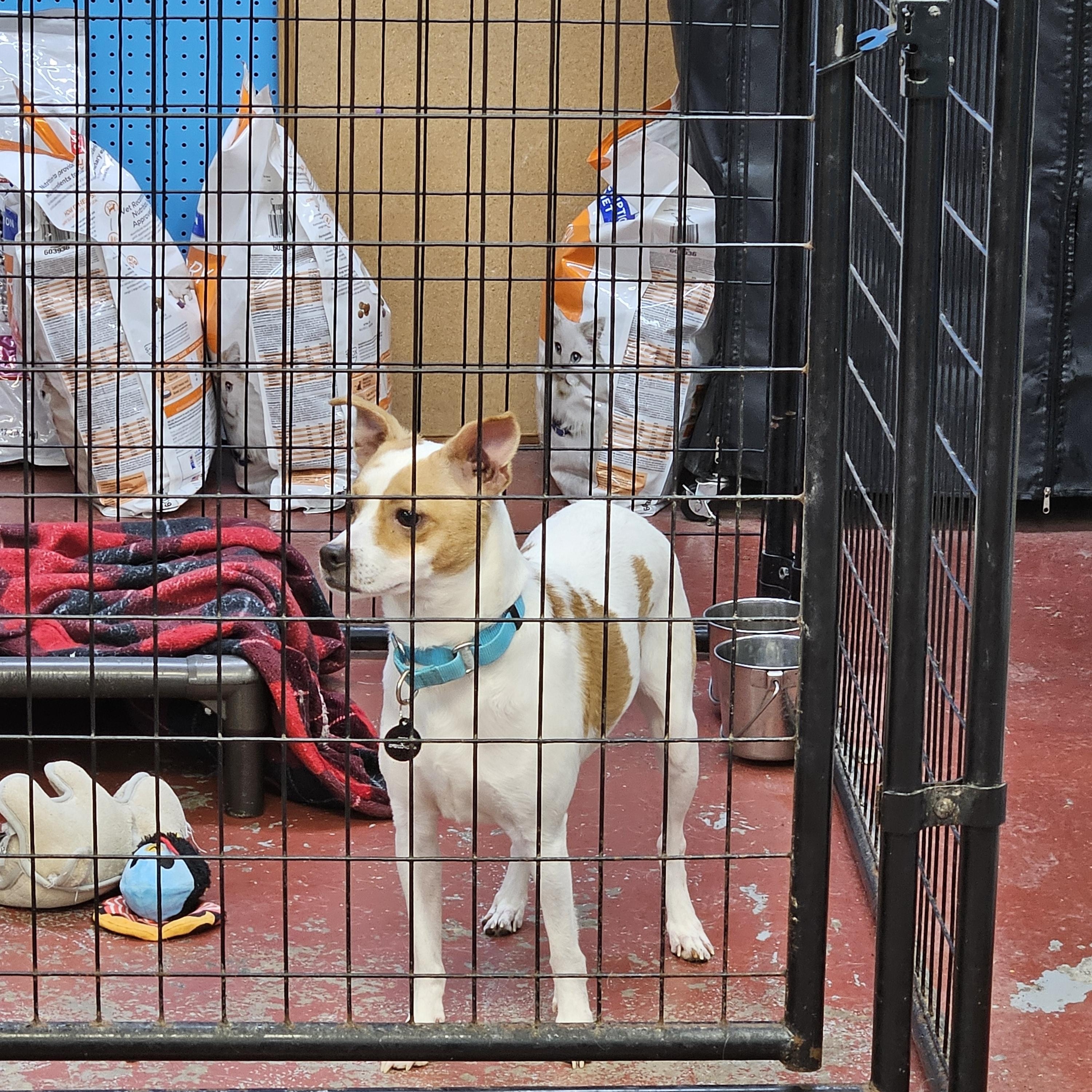 Ziggy, an adopted mixed breed in Jefferson, LA image 2/3