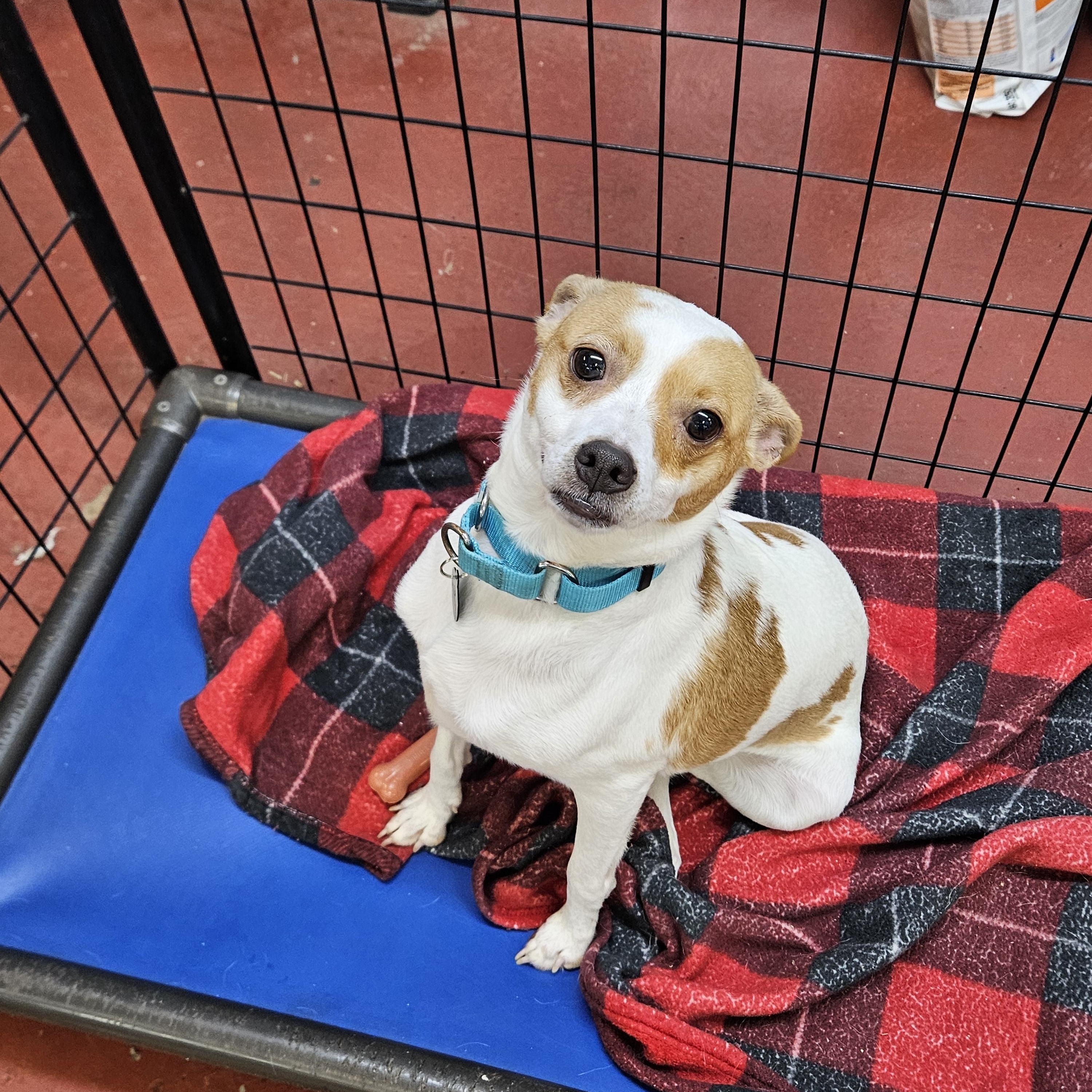 Ziggy, an adopted mixed breed in Jefferson, LA image 1/3