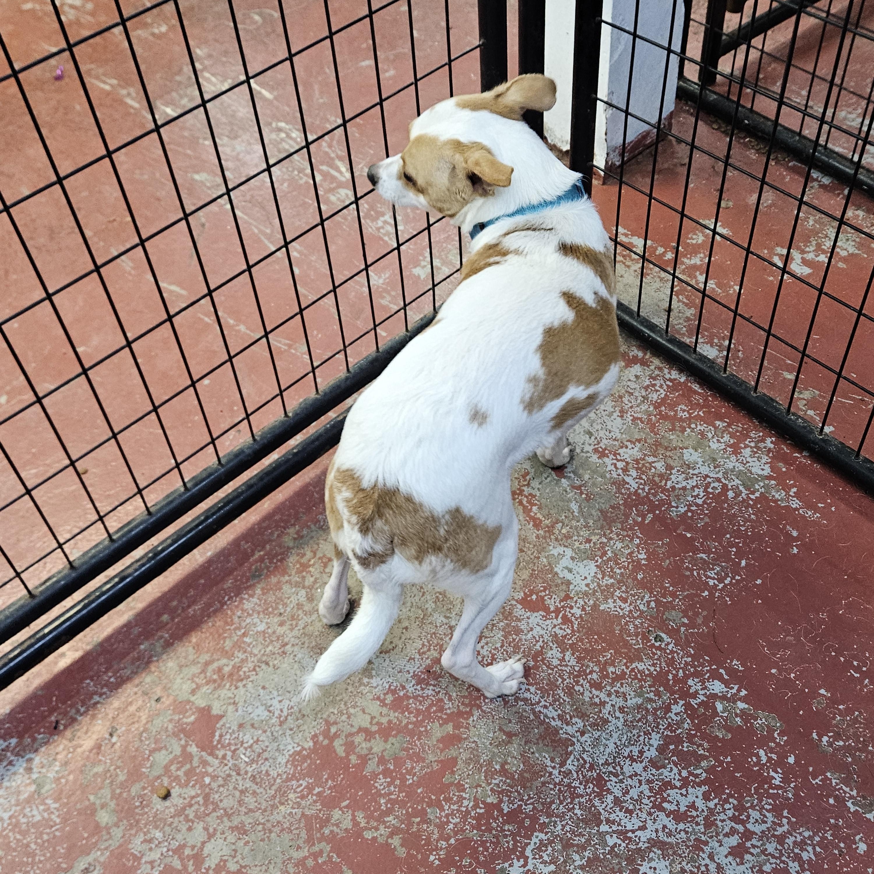 Ziggy, an adopted mixed breed in Jefferson, LA image 3/3