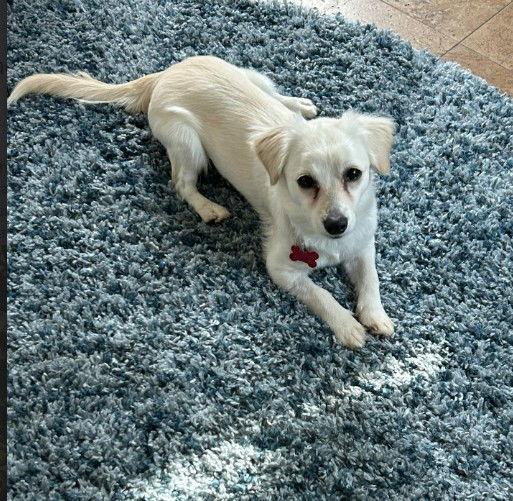 Lana, Adopted, Young Female Dachshund & Chihuahua.