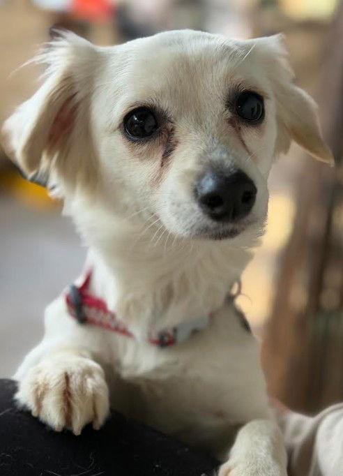 Lana, a Adopted mixed breed in San Diego, CA image 2/3