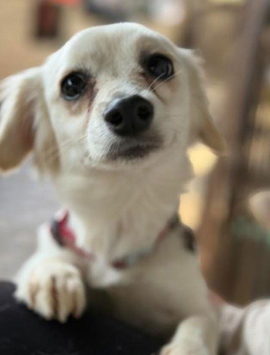 Lana, a Adopted mixed breed in San Diego, CA image 3/3