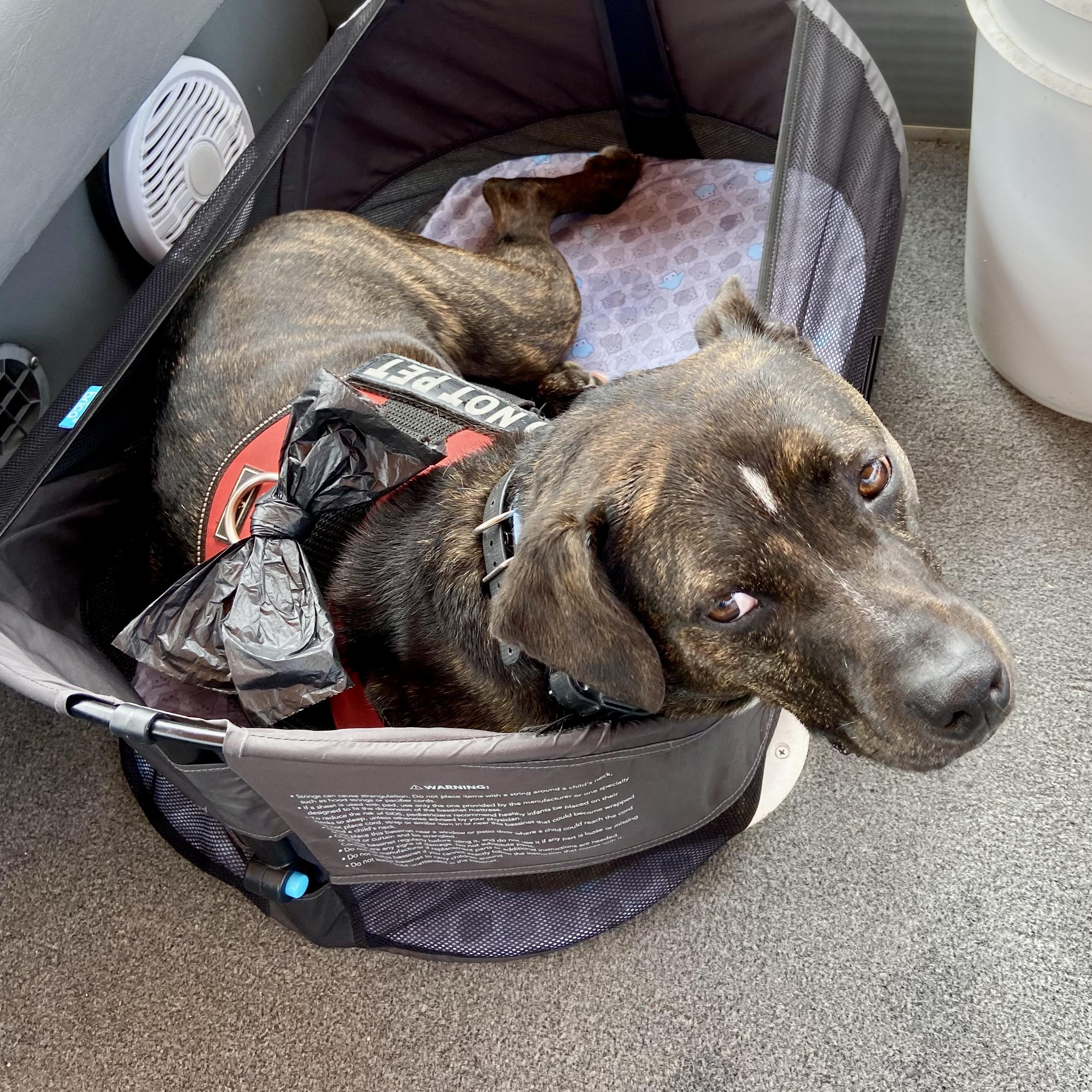 Enlarge Ranger, a Adoptable mixed breed in Roanoke, VA image 1/6