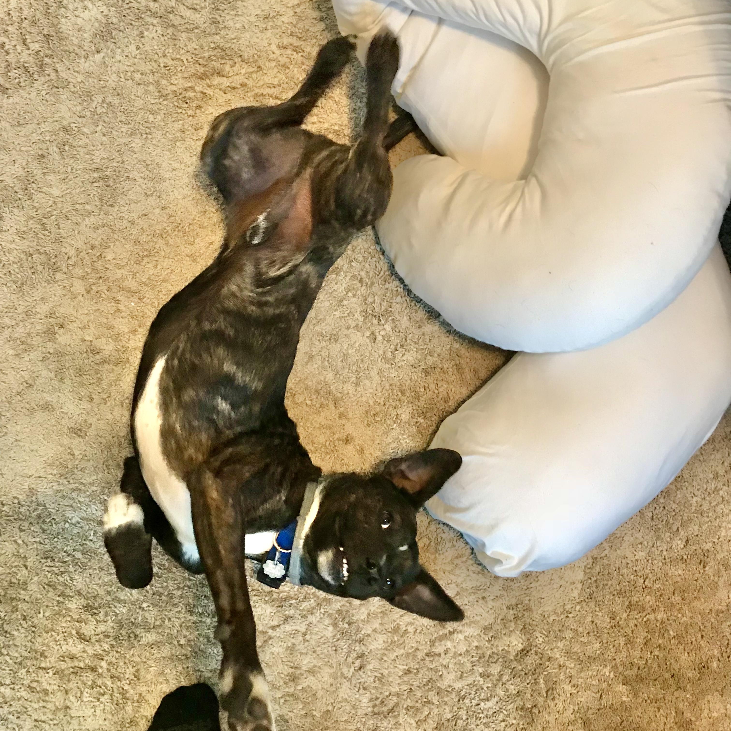 Enlarge Ranger, a Adoptable mixed breed in Roanoke, VA image 5/6