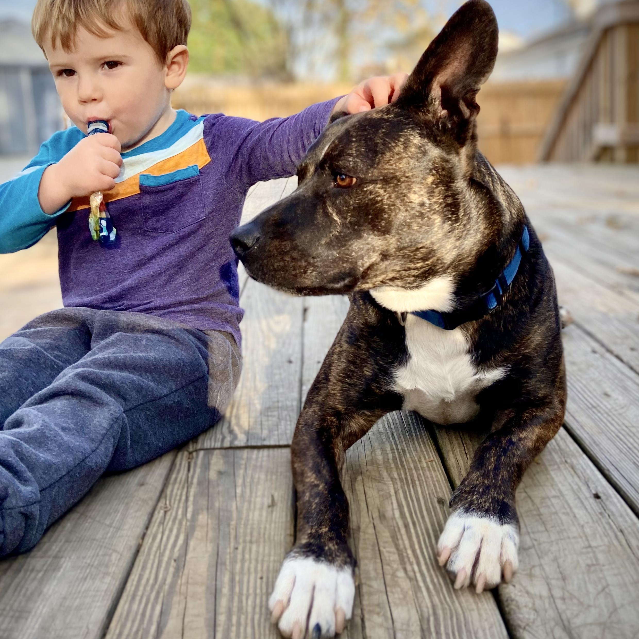 Enlarge Ranger, a Adoptable mixed breed in Roanoke, VA image 6/6