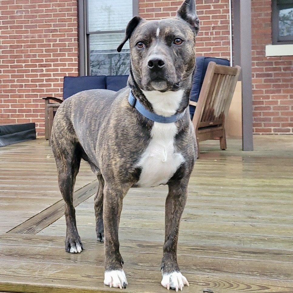 Enlarge Ranger, a Adoptable mixed breed in Roanoke, VA image 3/6