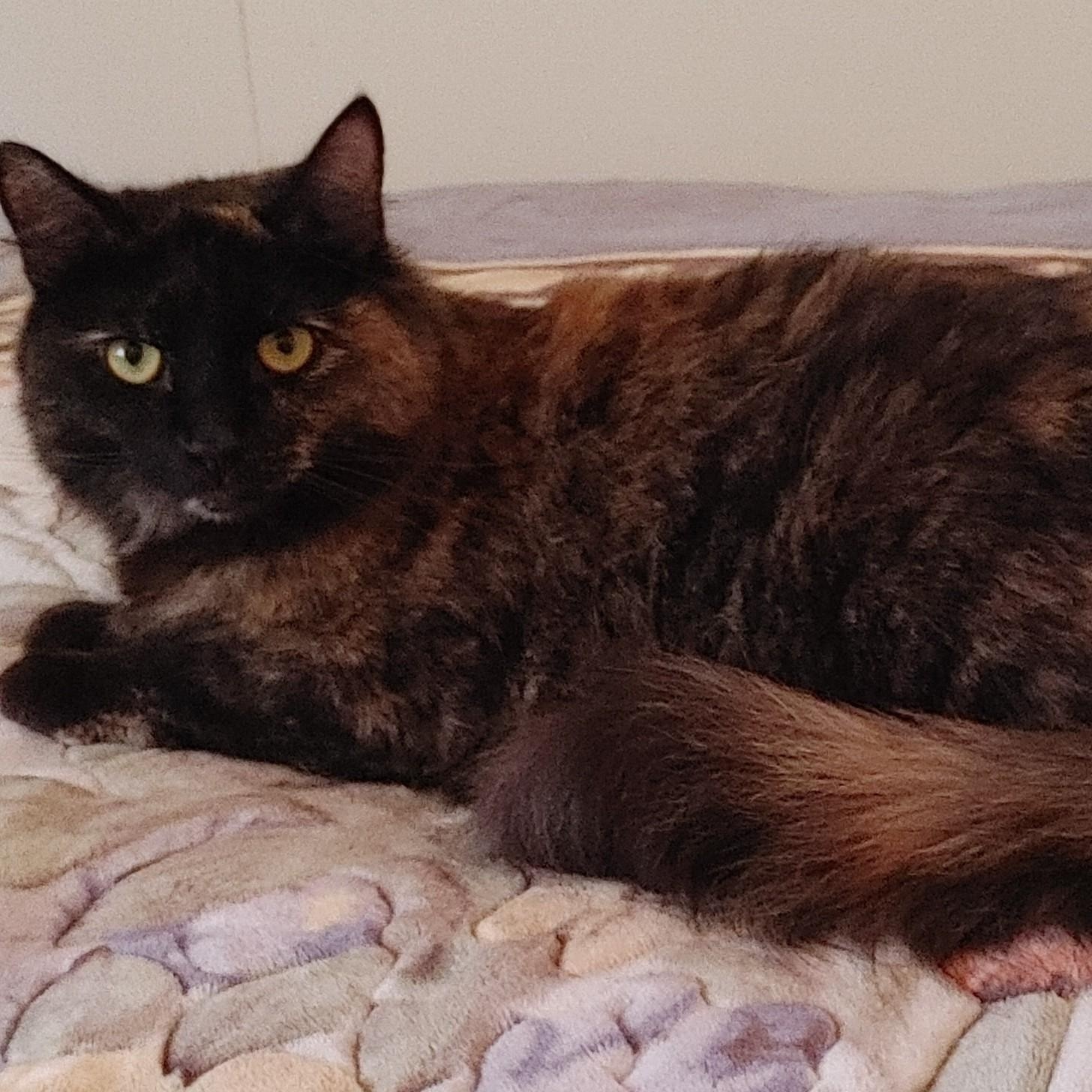 Bagheera