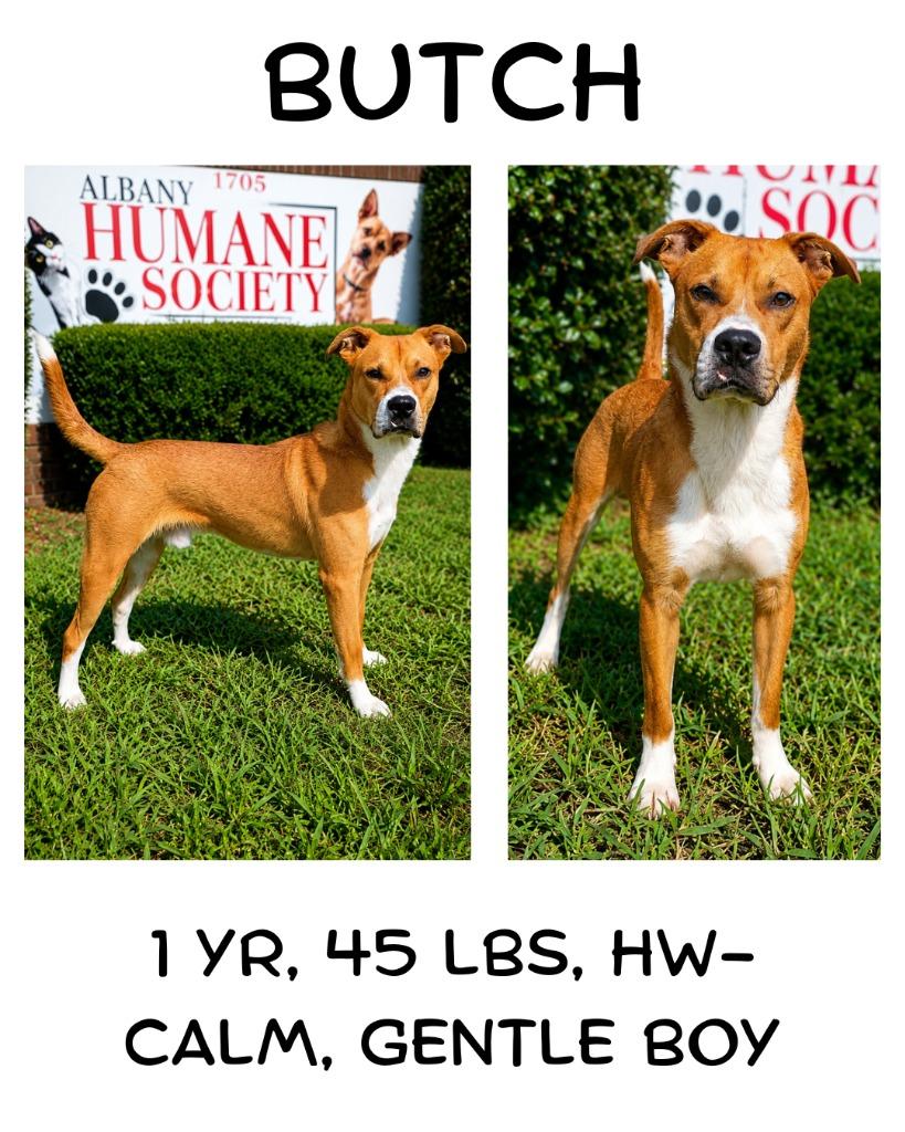 Butch, Adoptable, Young Male Mixed Breed.
