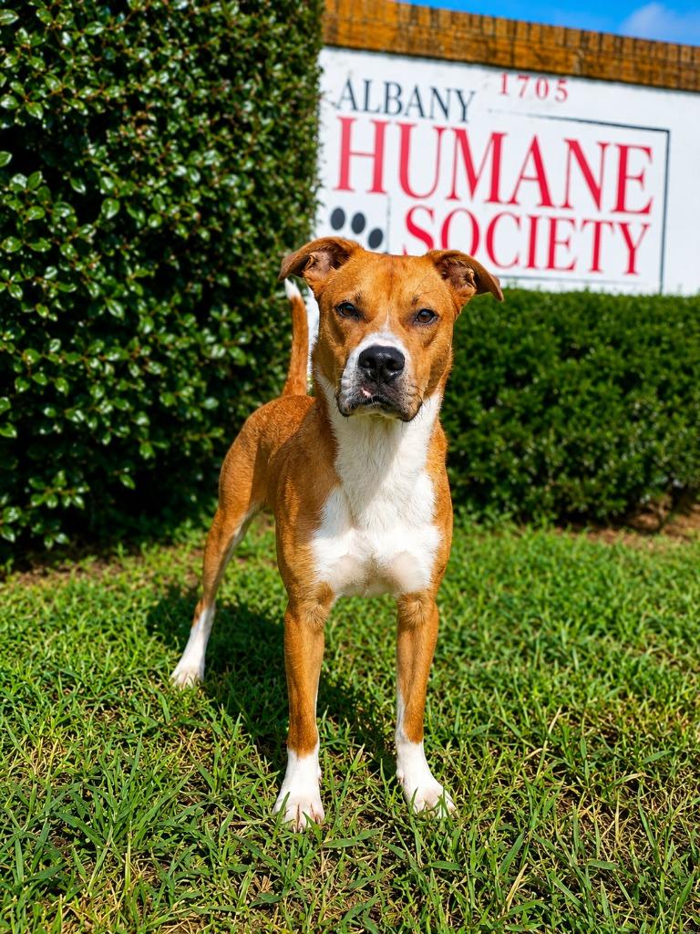 Butch, a Adoptable mixed breed in Albany, GA image 2/6