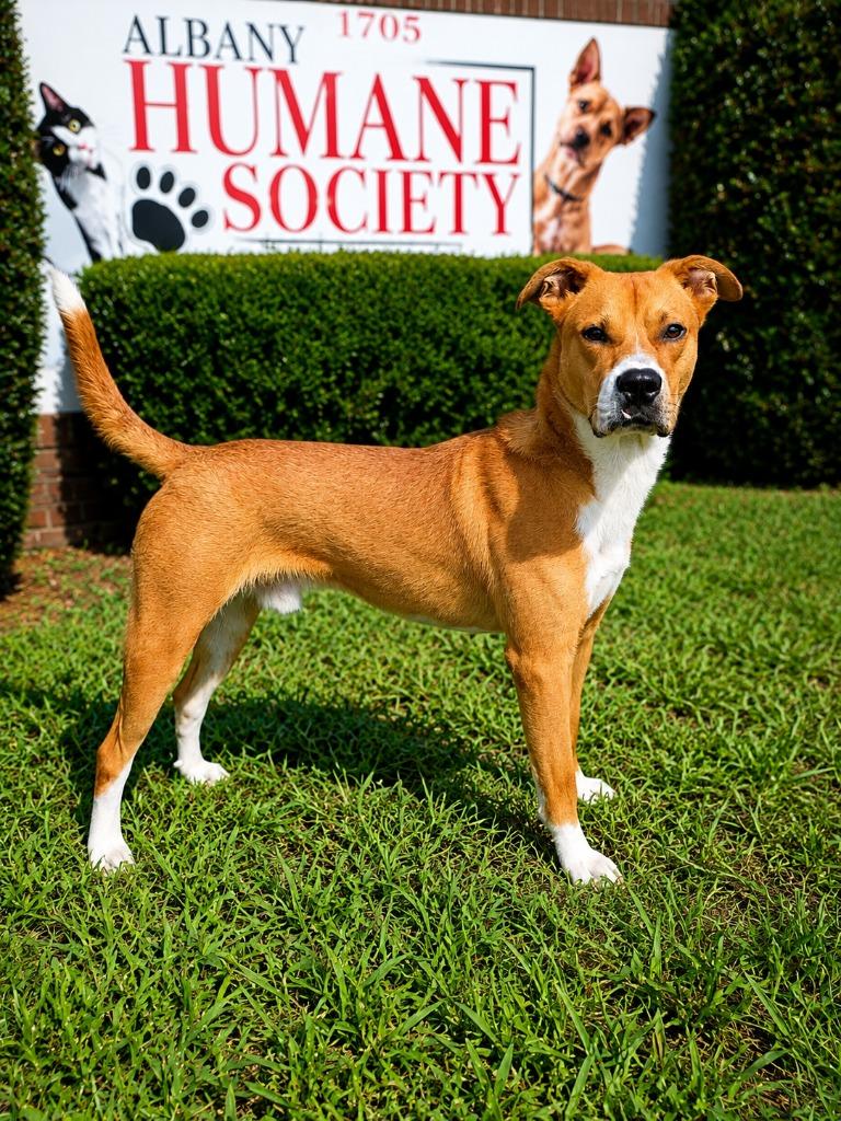 Butch, a Adoptable mixed breed in Albany, GA image 4/6