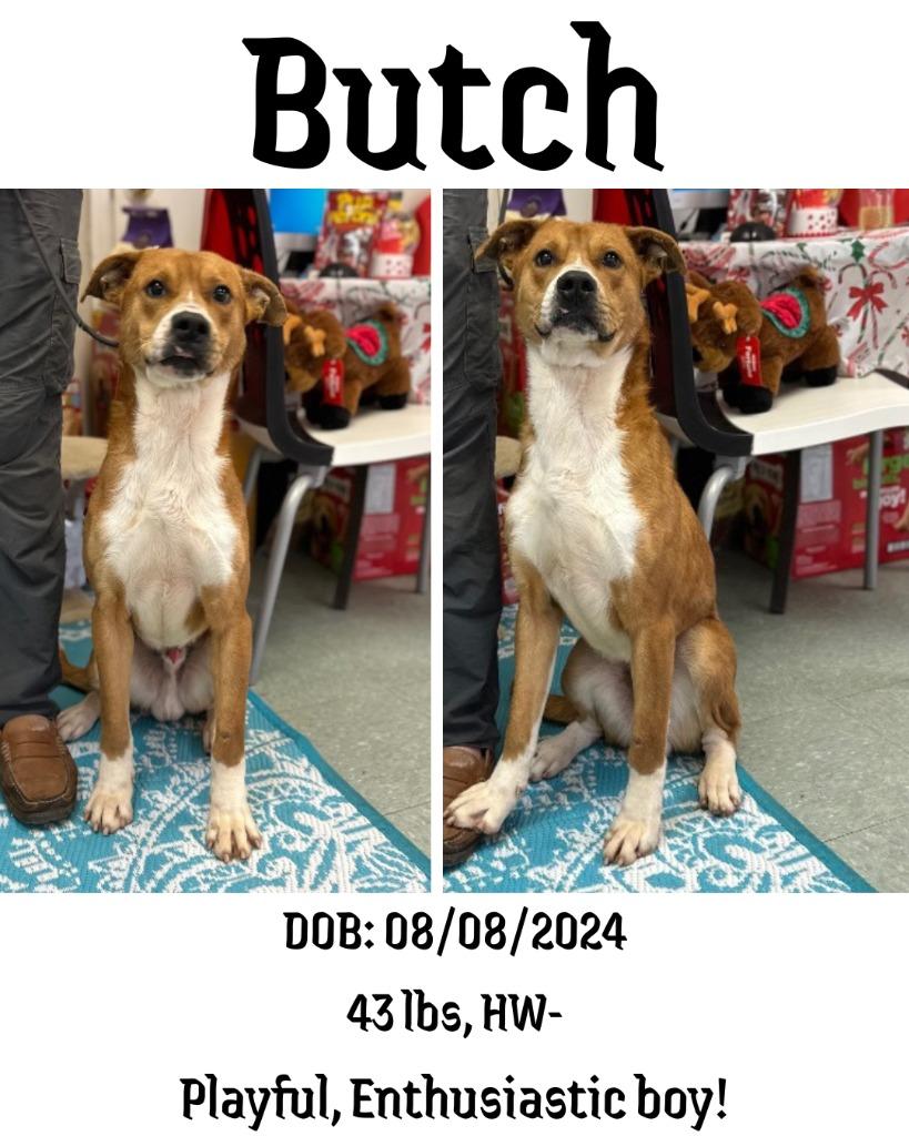 Butch, a Adoptable mixed breed in Albany, GA image 3/3