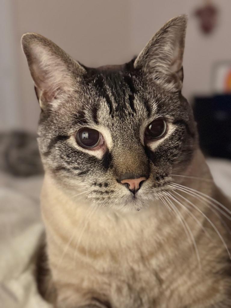 Chenille, Adoptable, Senior Male American Shorthair.