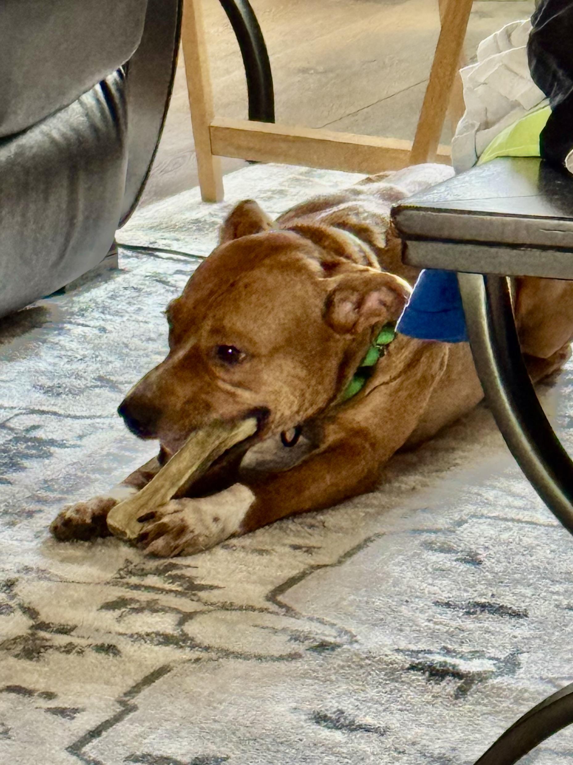 Enlarge NED!  Total SWEETHEART!!!!, a Adoptable mixed breed in Cantonment, FL image 2/6