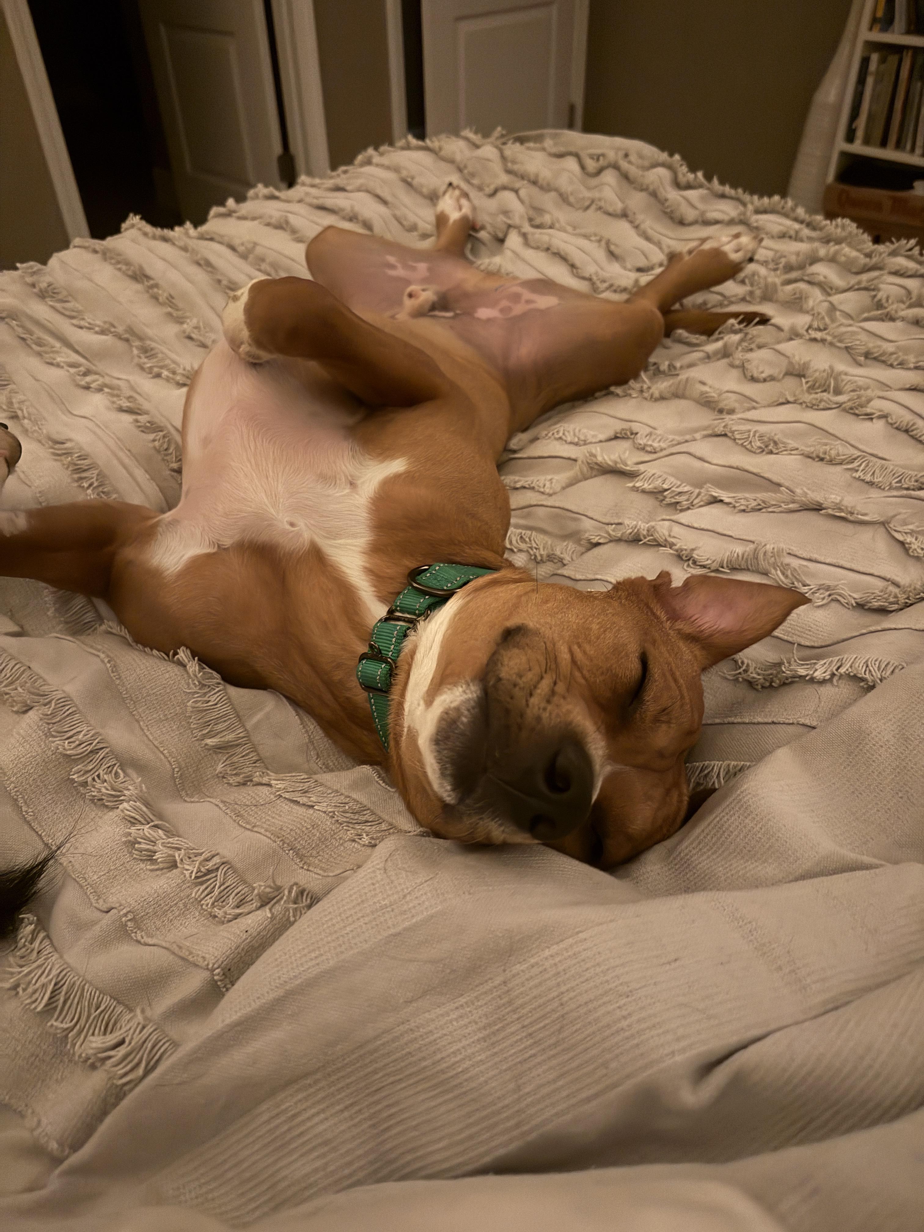 Enlarge NED!  Total SWEETHEART!!!!, a Adoptable mixed breed in Cantonment, FL image 4/6