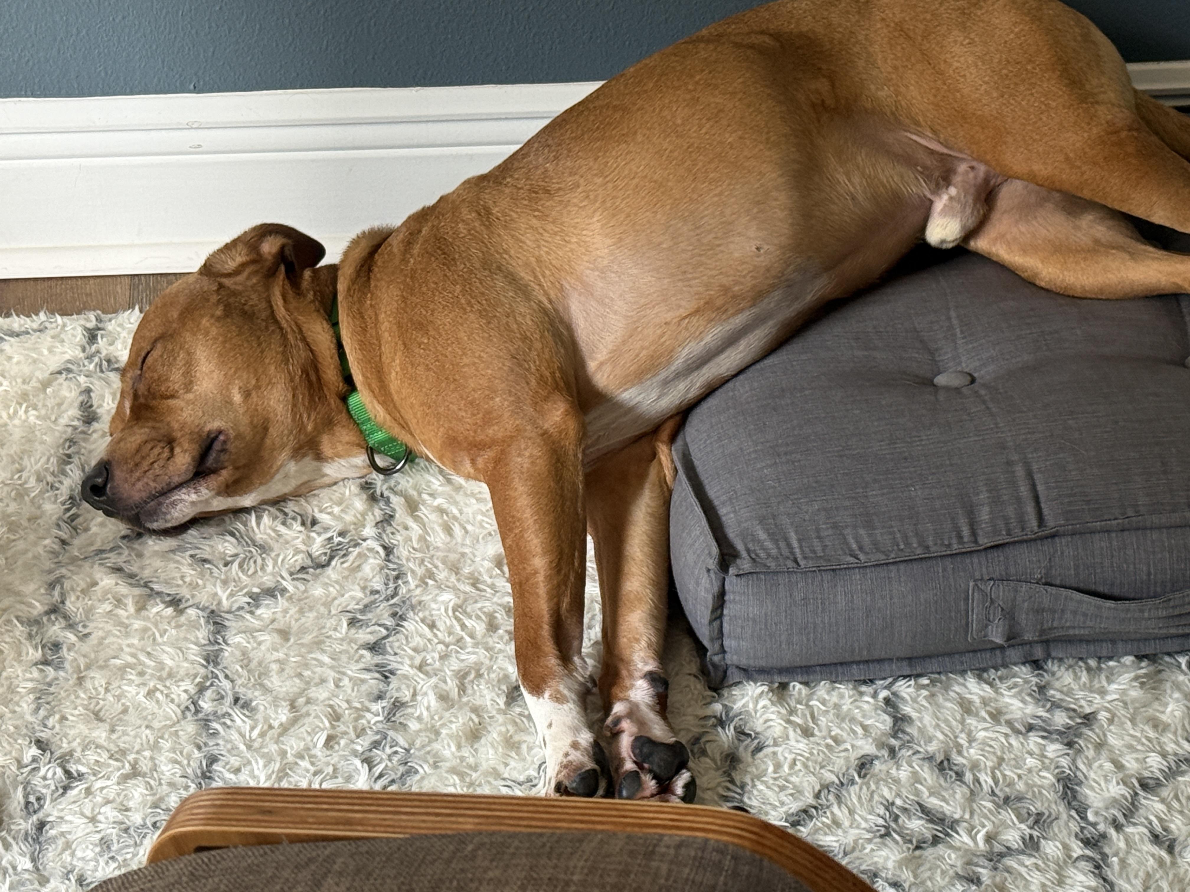 Enlarge NED!  Total SWEETHEART!!!!, a Adoptable mixed breed in Cantonment, FL image 3/6