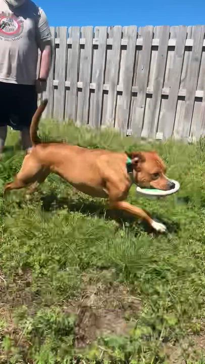 Enlarge NED!  Total SWEETHEART!!!!, a Adoptable mixed breed in Cantonment, FL video 6/6