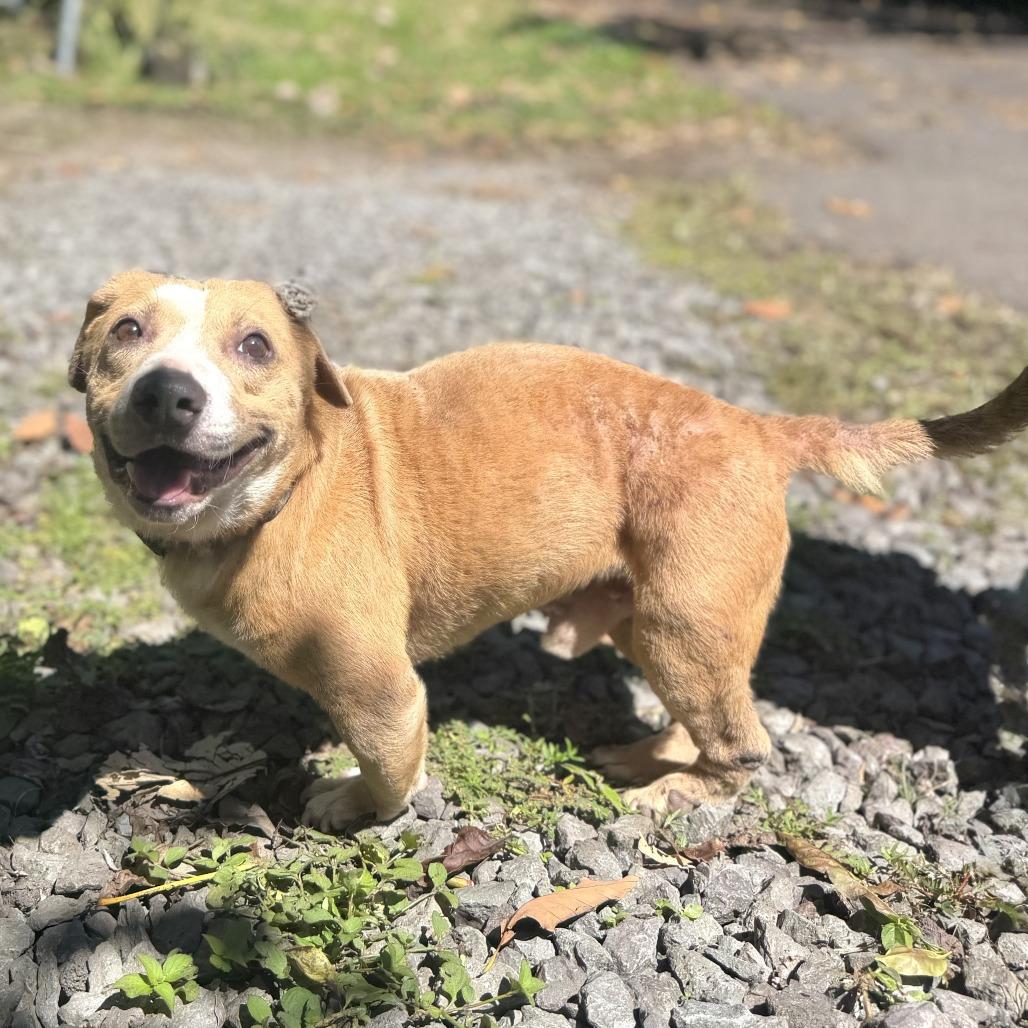 Enlarge Archie, a Adoptable Mixed Breed in Keaau, HI image 1/3