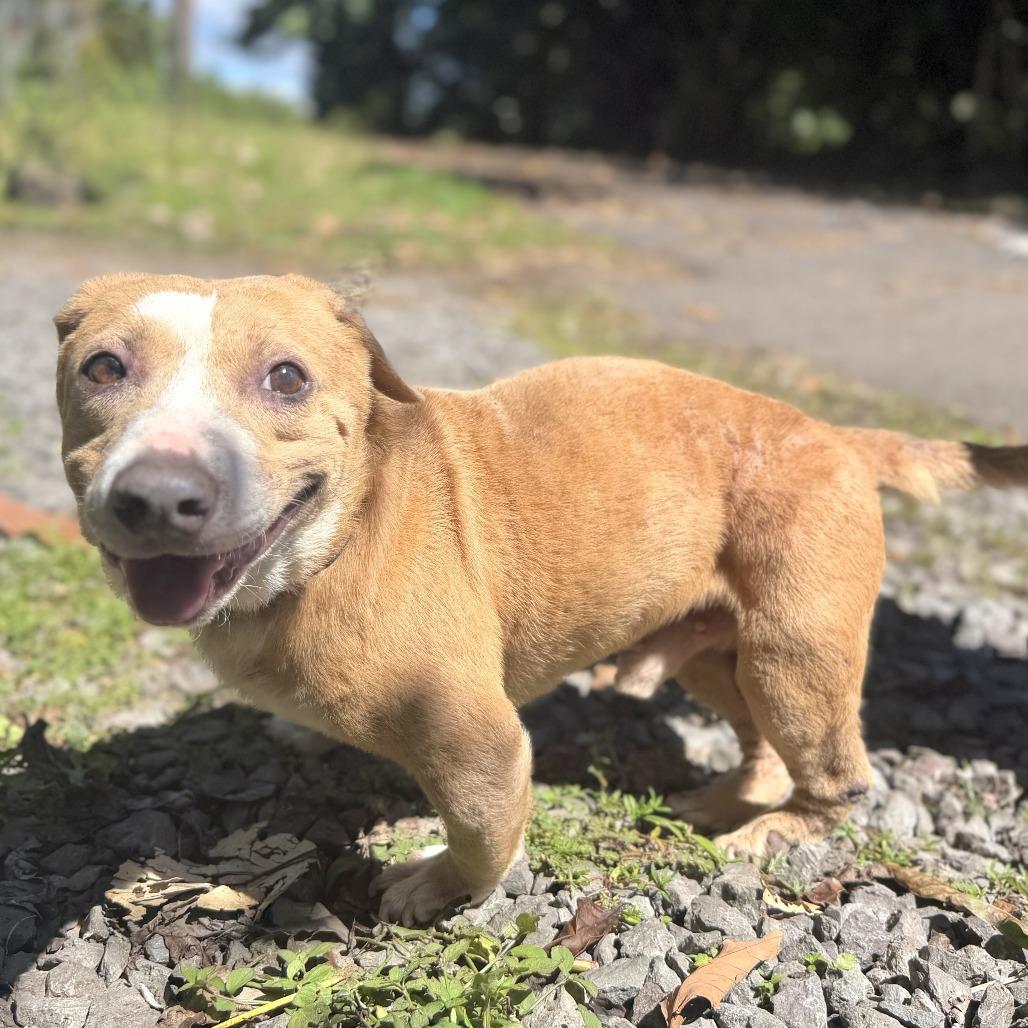 Enlarge Archie, a Adoptable Mixed Breed in Keaau, HI image 2/3