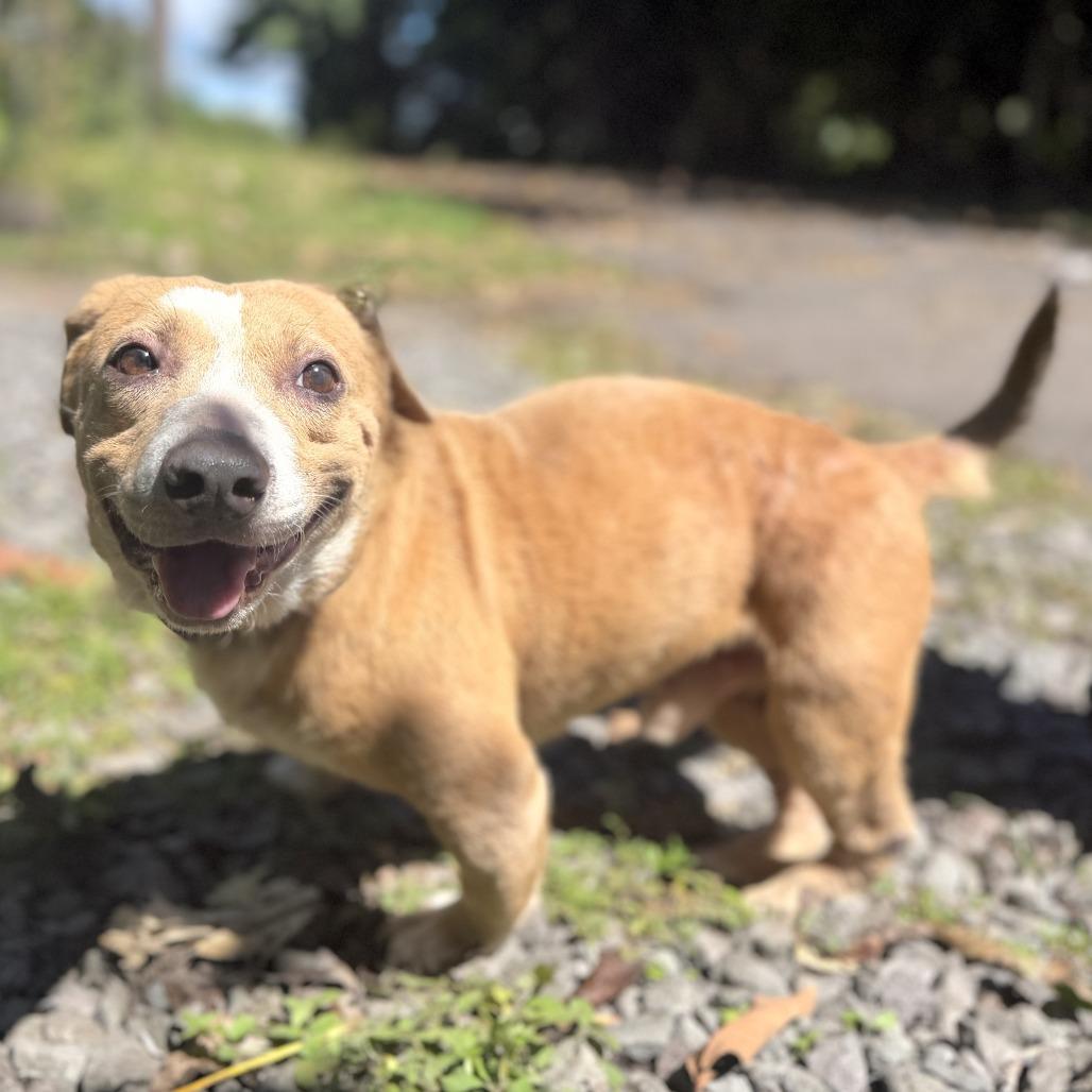 Enlarge Archie, a Adoptable Mixed Breed in Keaau, HI image 3/3