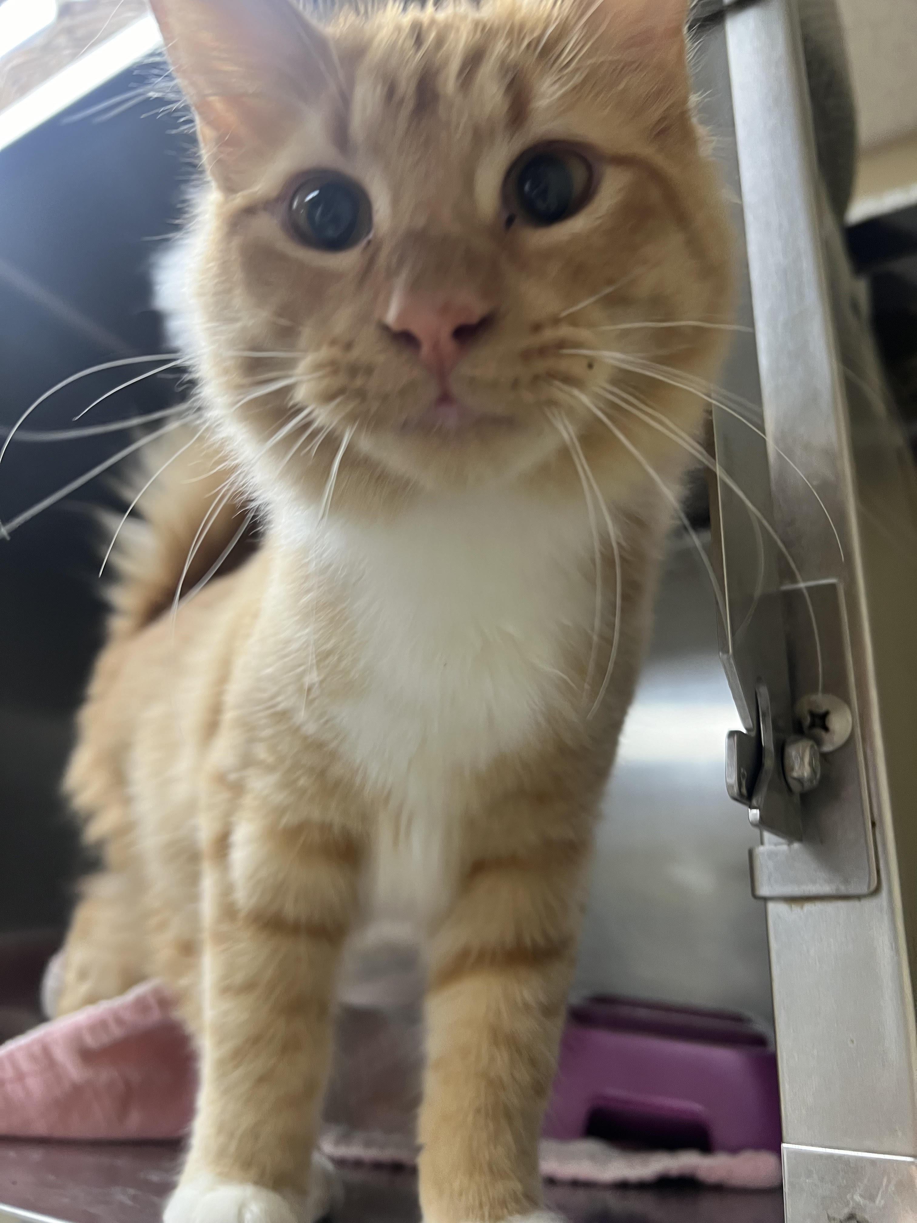 Ricky, a Adoptable Domestic Long Hair in Quincy, IL image 1/2