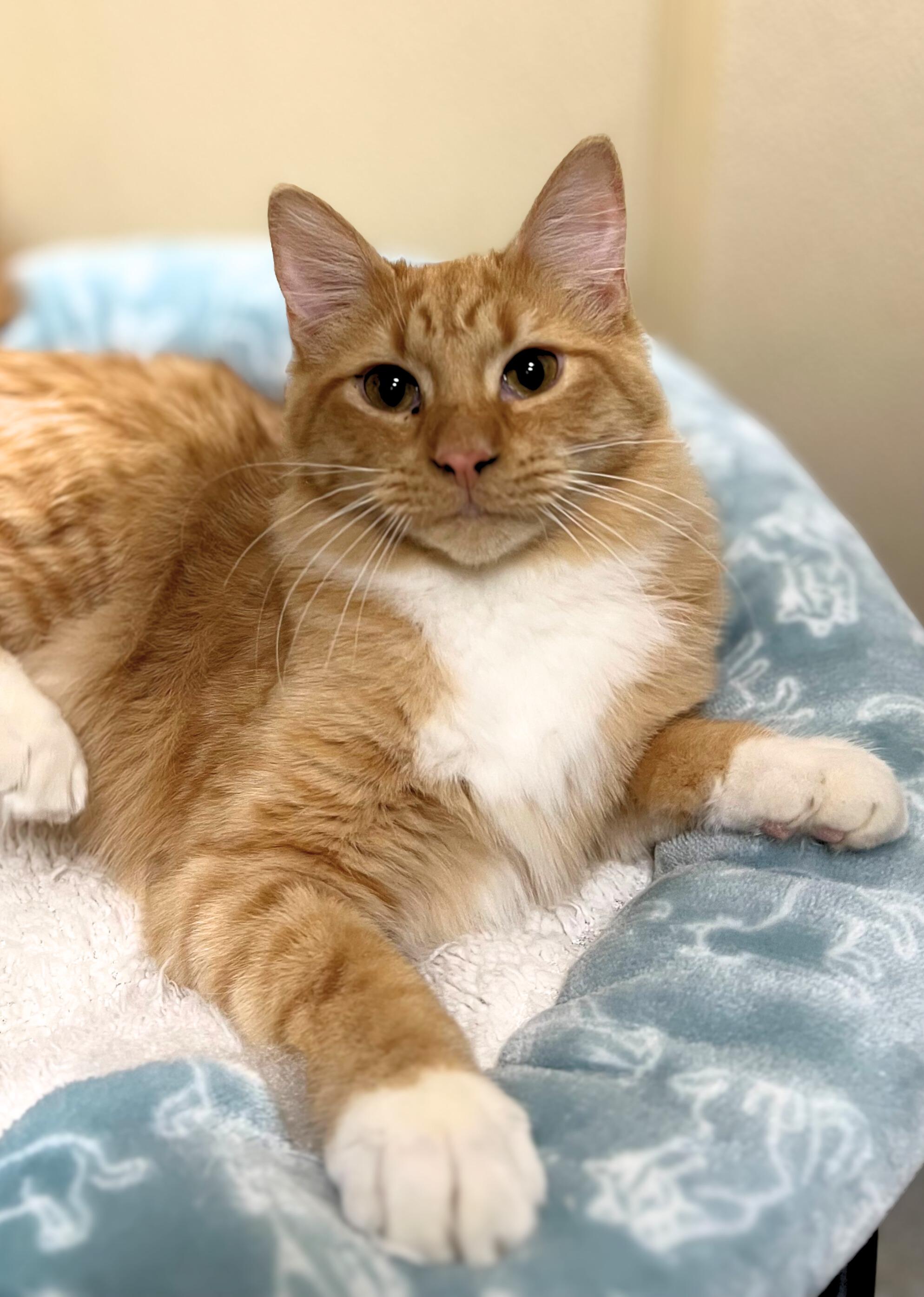 Ricky, a Adoptable Domestic Long Hair in Quincy, IL image 2/2