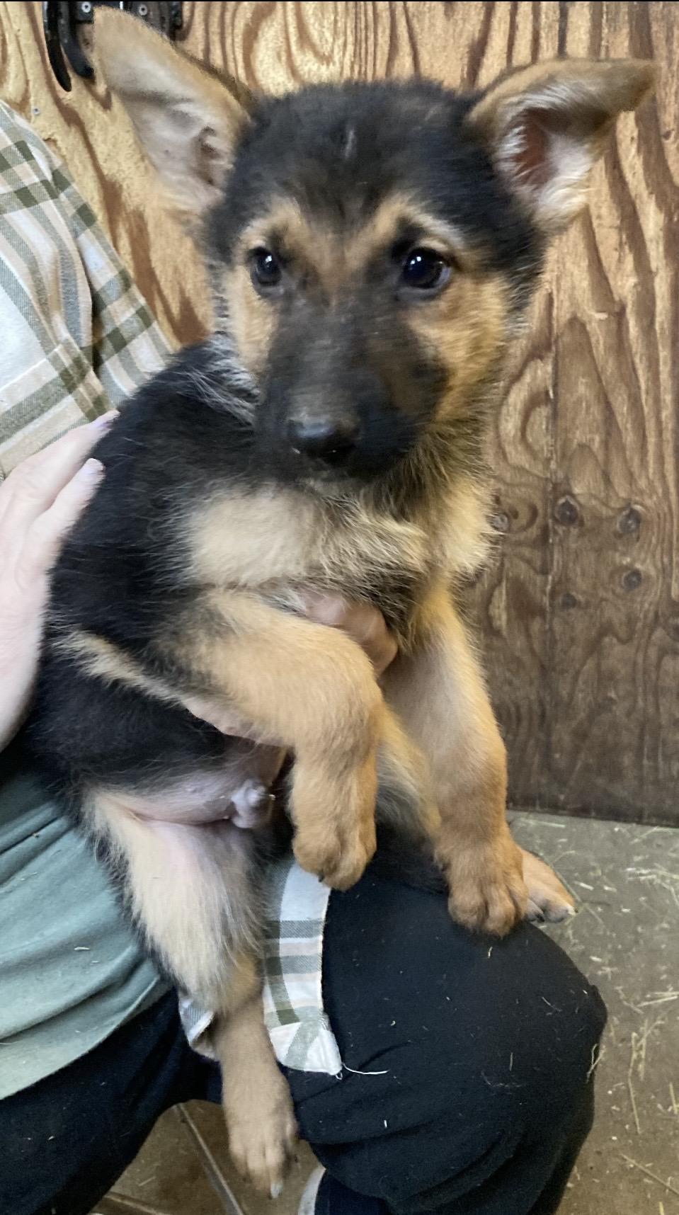Charlie Bucket, ADOPTABLE, Puppy Male German Shepherd Dog.