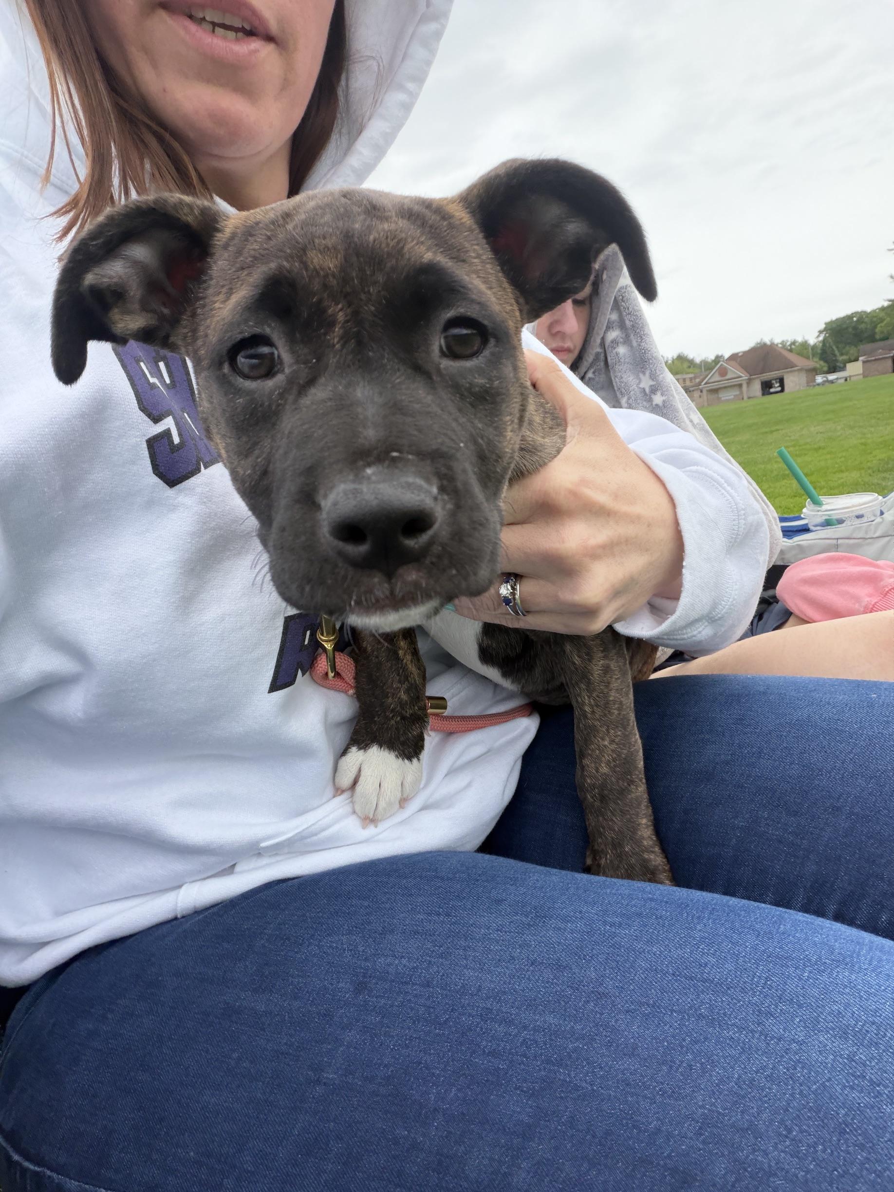 Enlarge Everlee Elegant - Local Sweetie, an adoption pending mixed breed in Andover, MA image 1/6