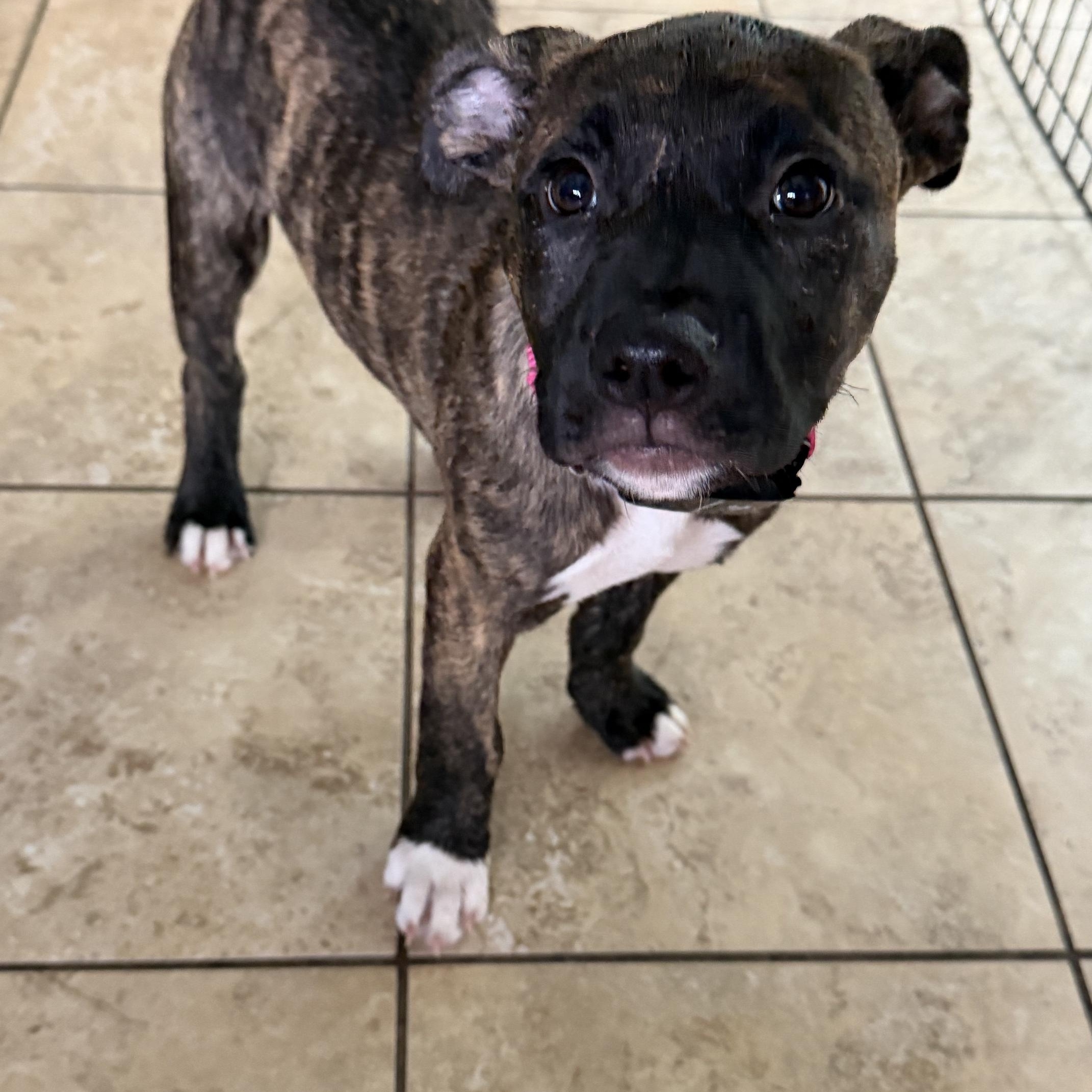 Enlarge Everlee Elegant - Local Sweetie, an adoption pending mixed breed in Andover, MA image 3/6