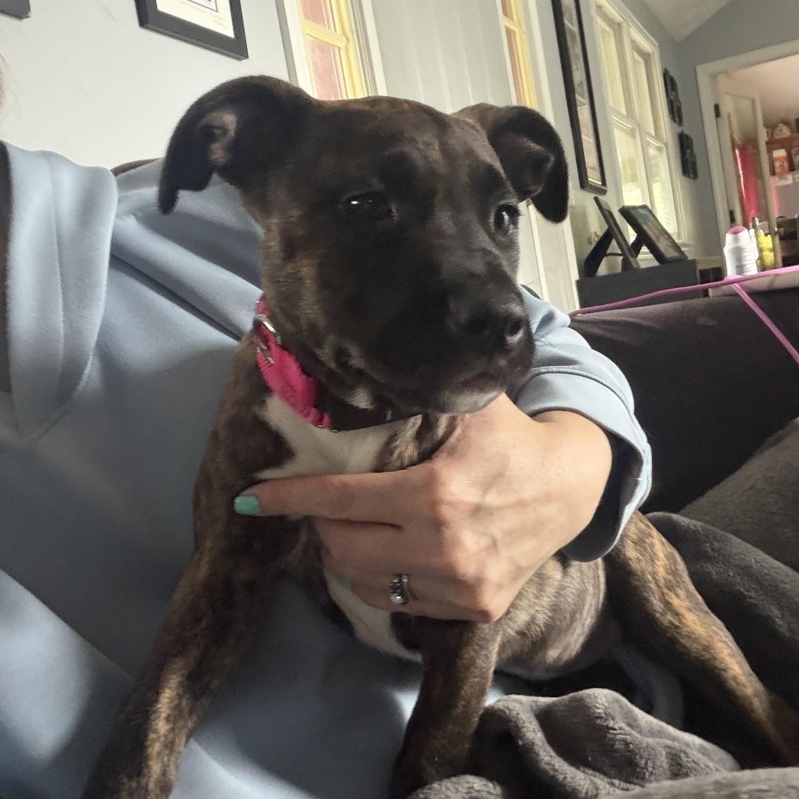 Enlarge Everlee Elegant - Local Sweetie, an adoption pending mixed breed in Andover, MA image 4/6