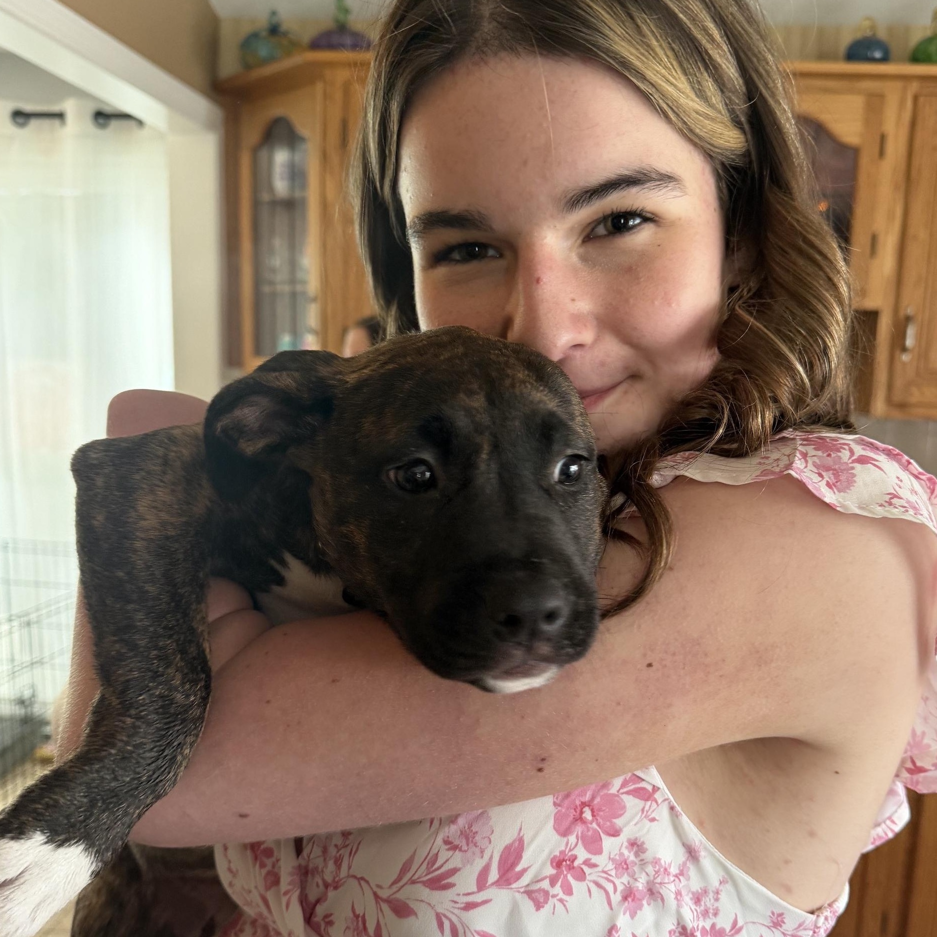 Enlarge Everlee Elegant - Local Sweetie, an adoption pending mixed breed in Andover, MA image 5/6