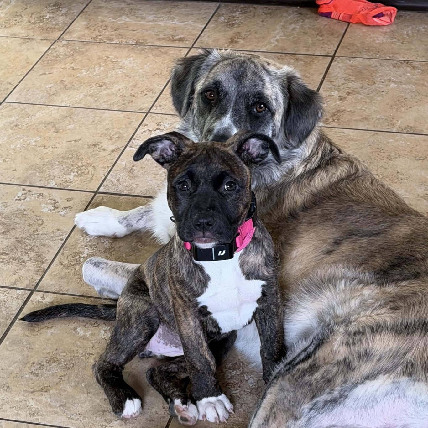 Enlarge Everlee Elegant - Local Sweetie, an adoption pending mixed breed in Andover, MA image 2/6